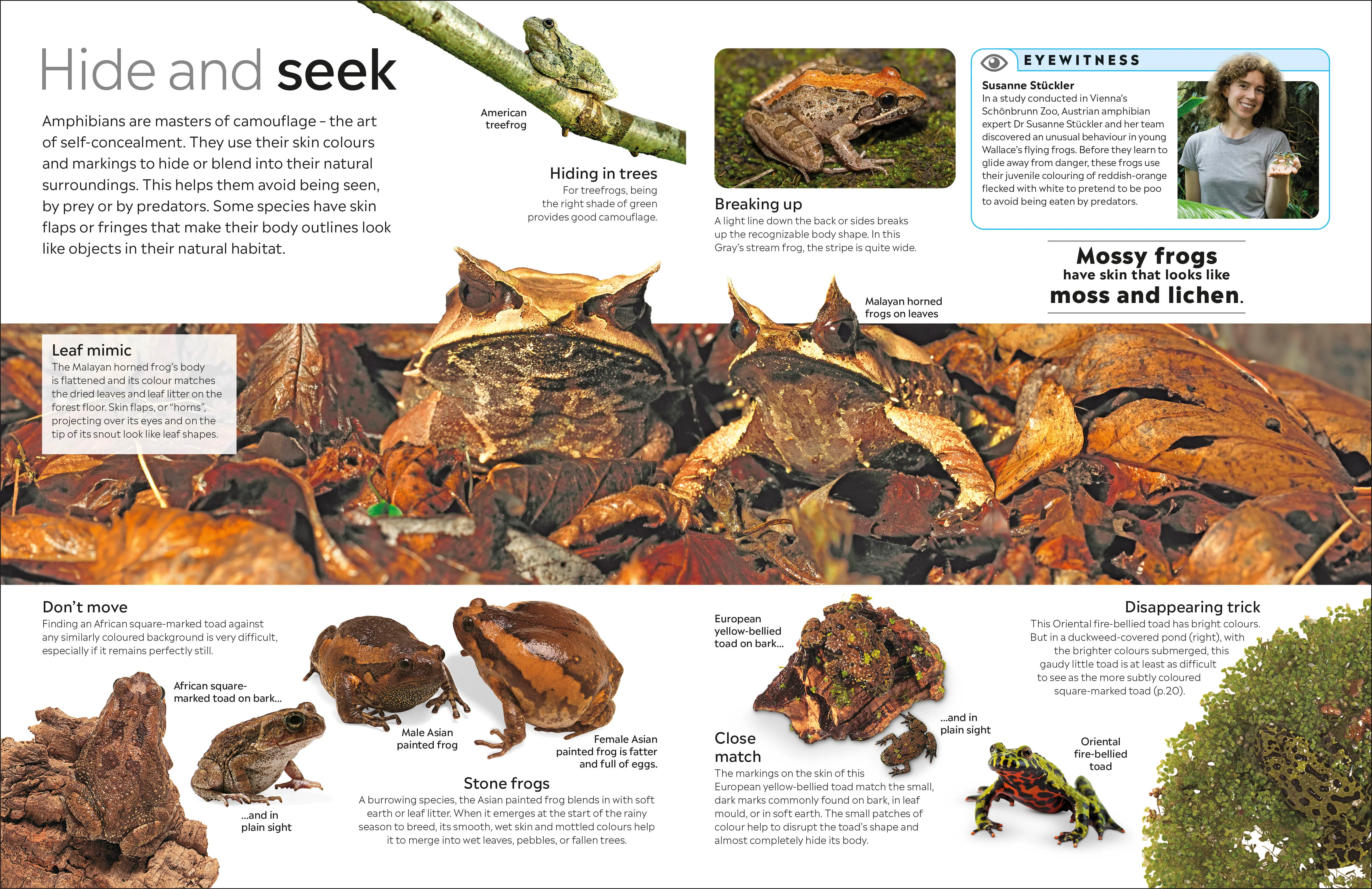 Eyewitness Amphibian - Image 5