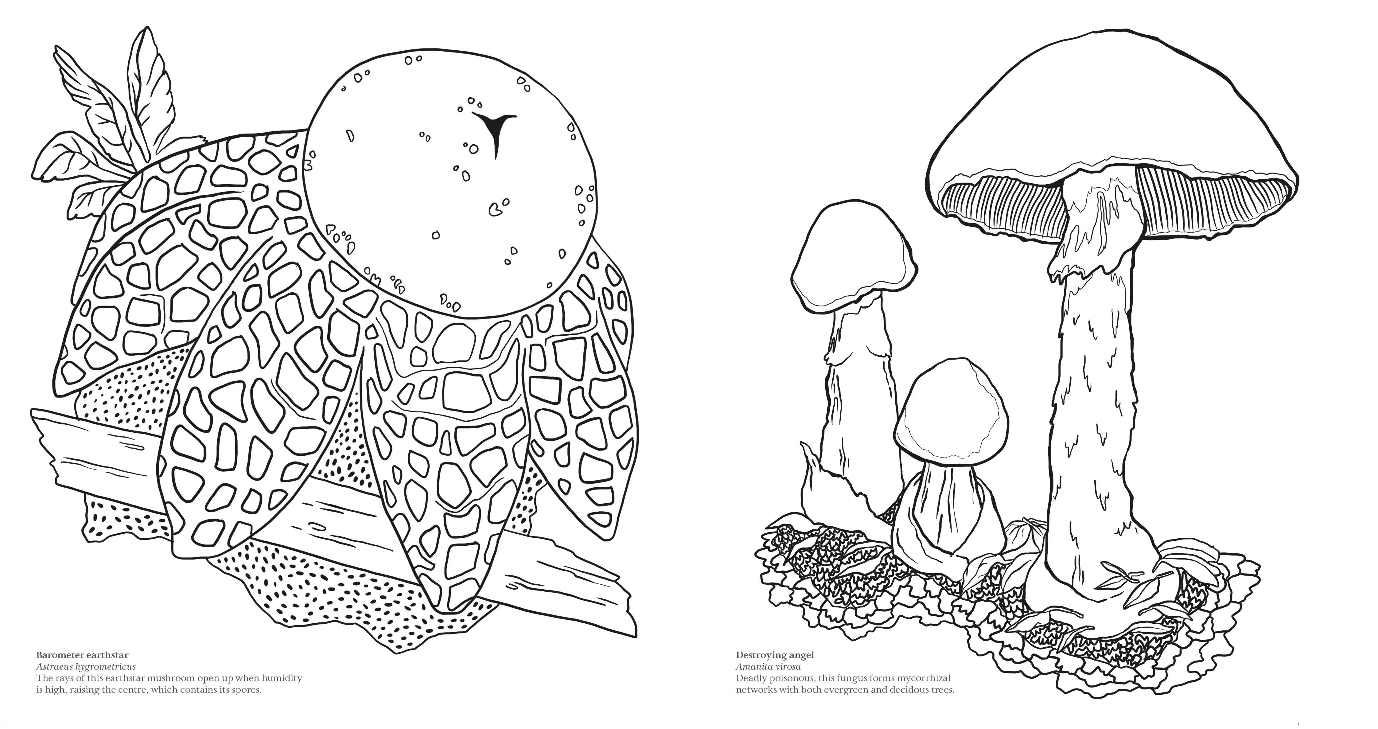 Fascinating Fungi Colouring Book - Image 3