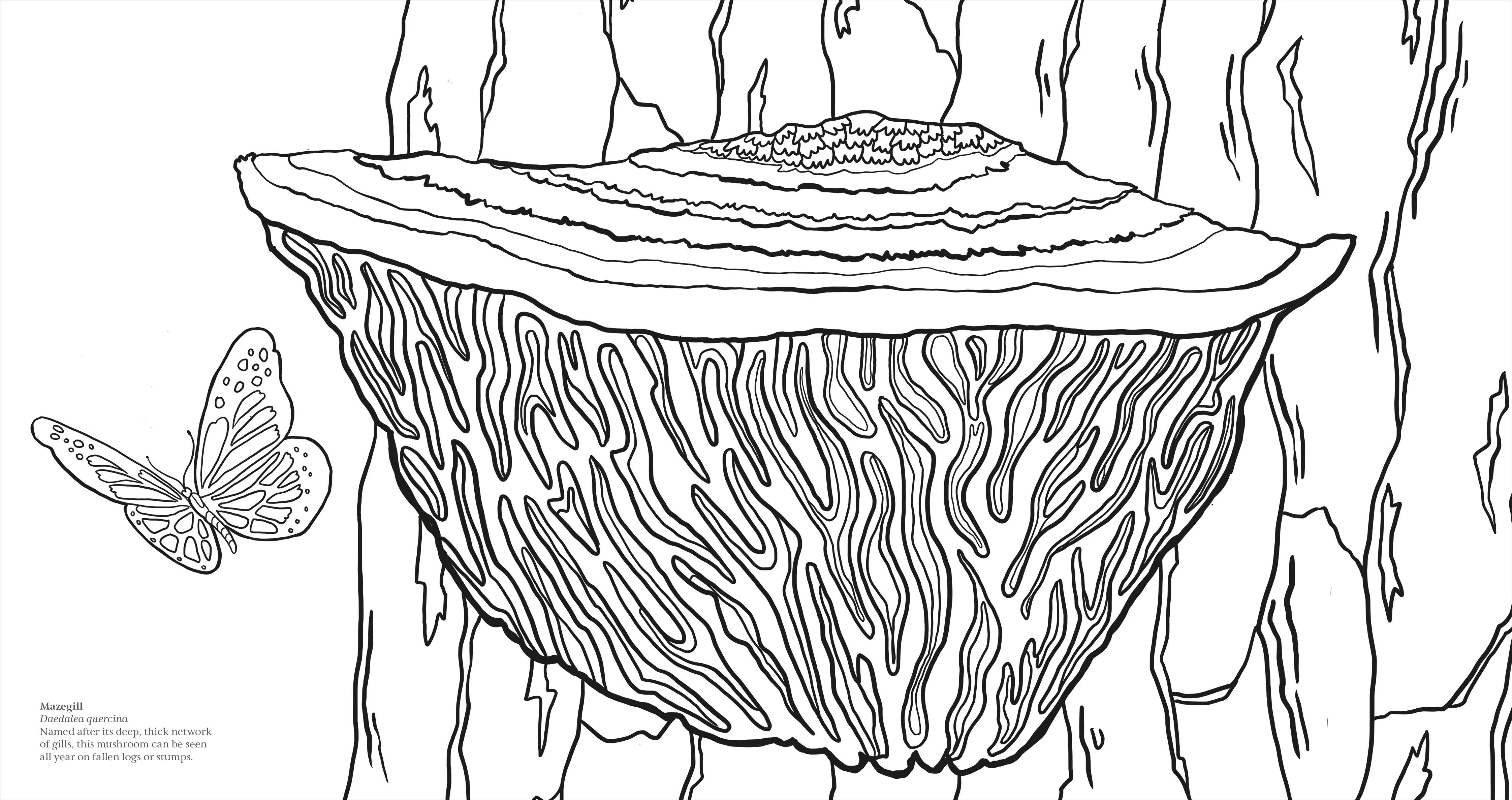 Fascinating Fungi Colouring Book - Image 4
