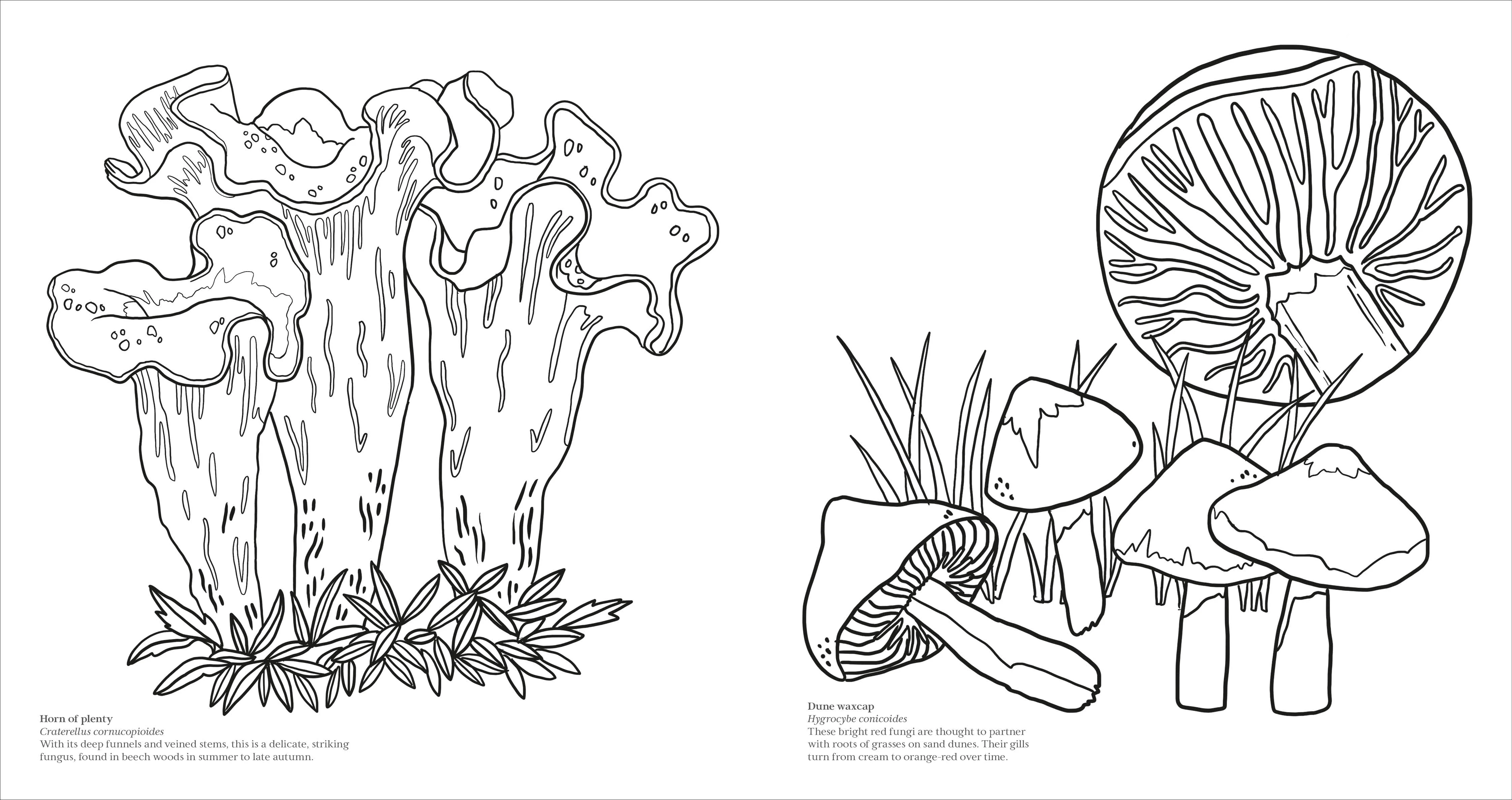 Fascinating Fungi Colouring Book - Image 5