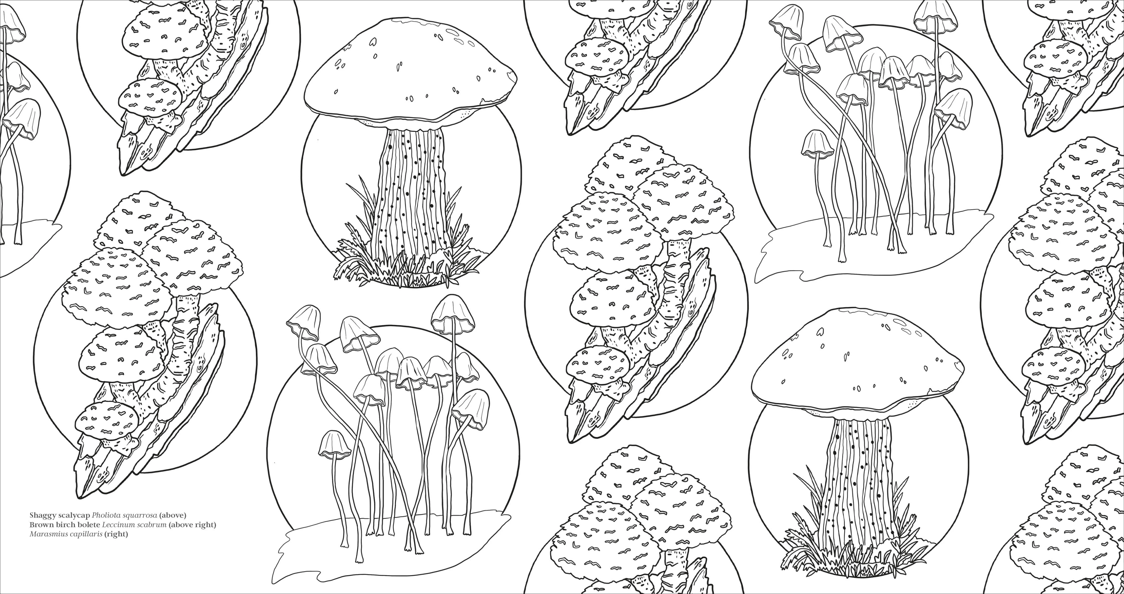 Fascinating Fungi Colouring Book - Image 6