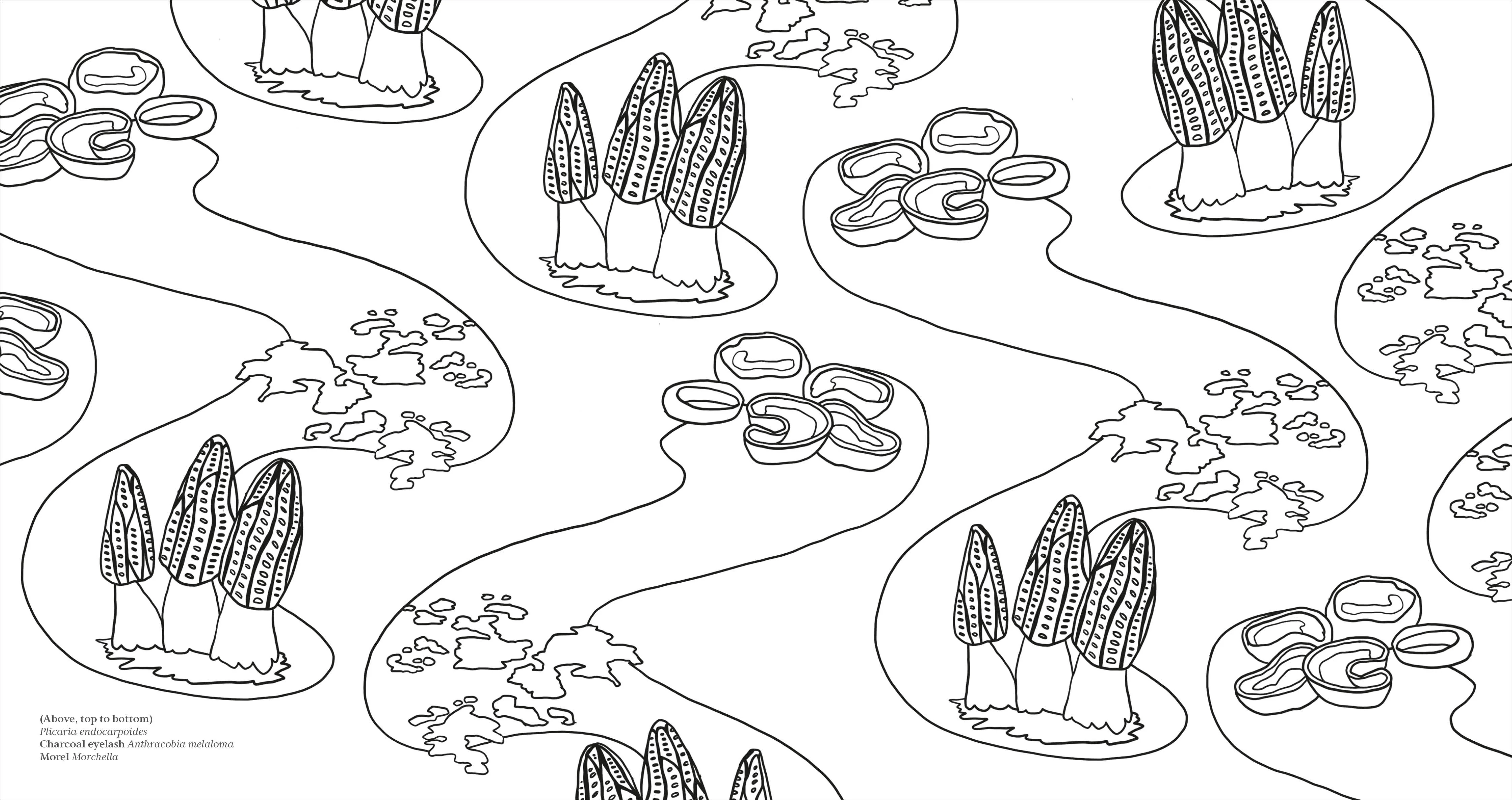 Fascinating Fungi Colouring Book - Image 8
