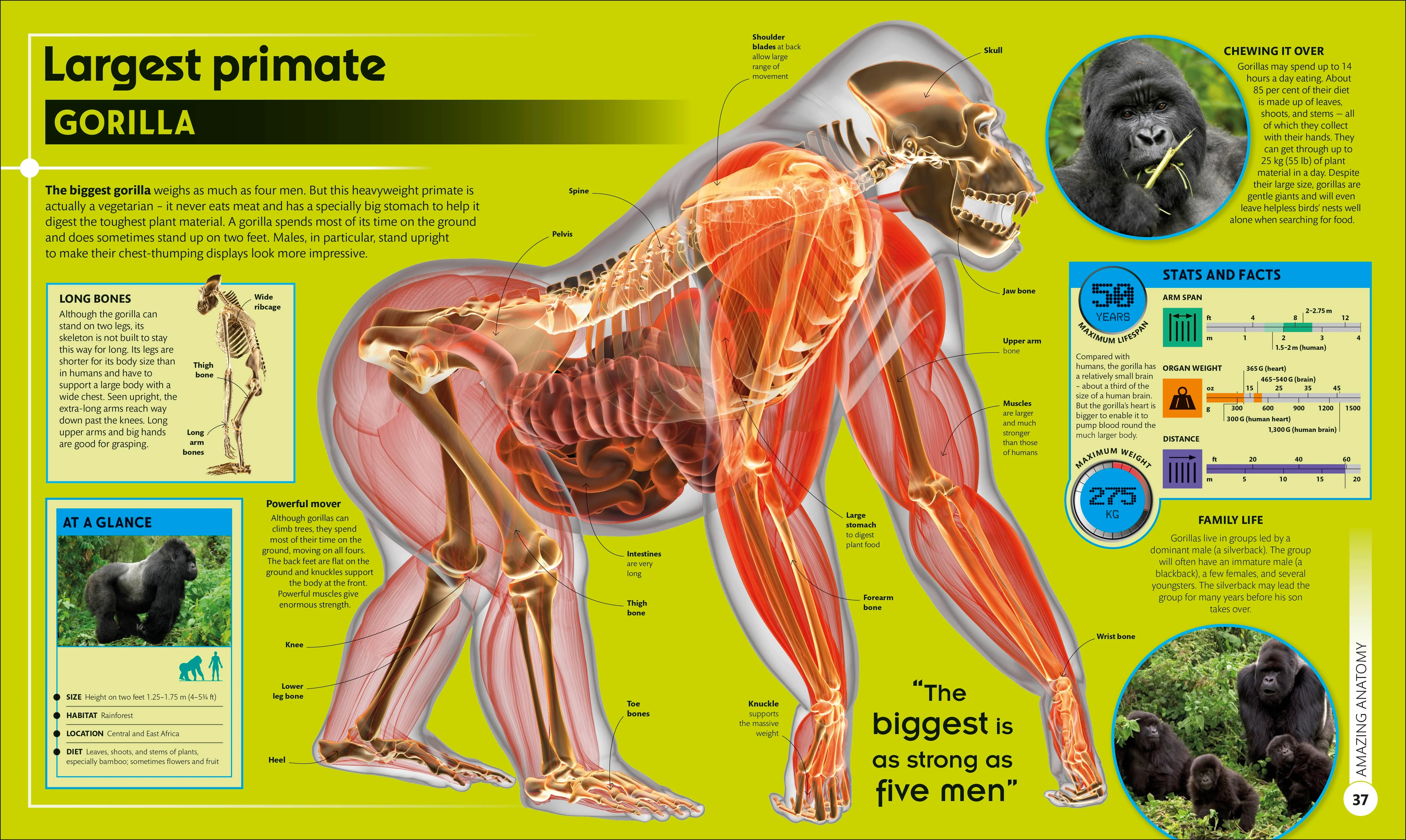 Super Nature - Image 3