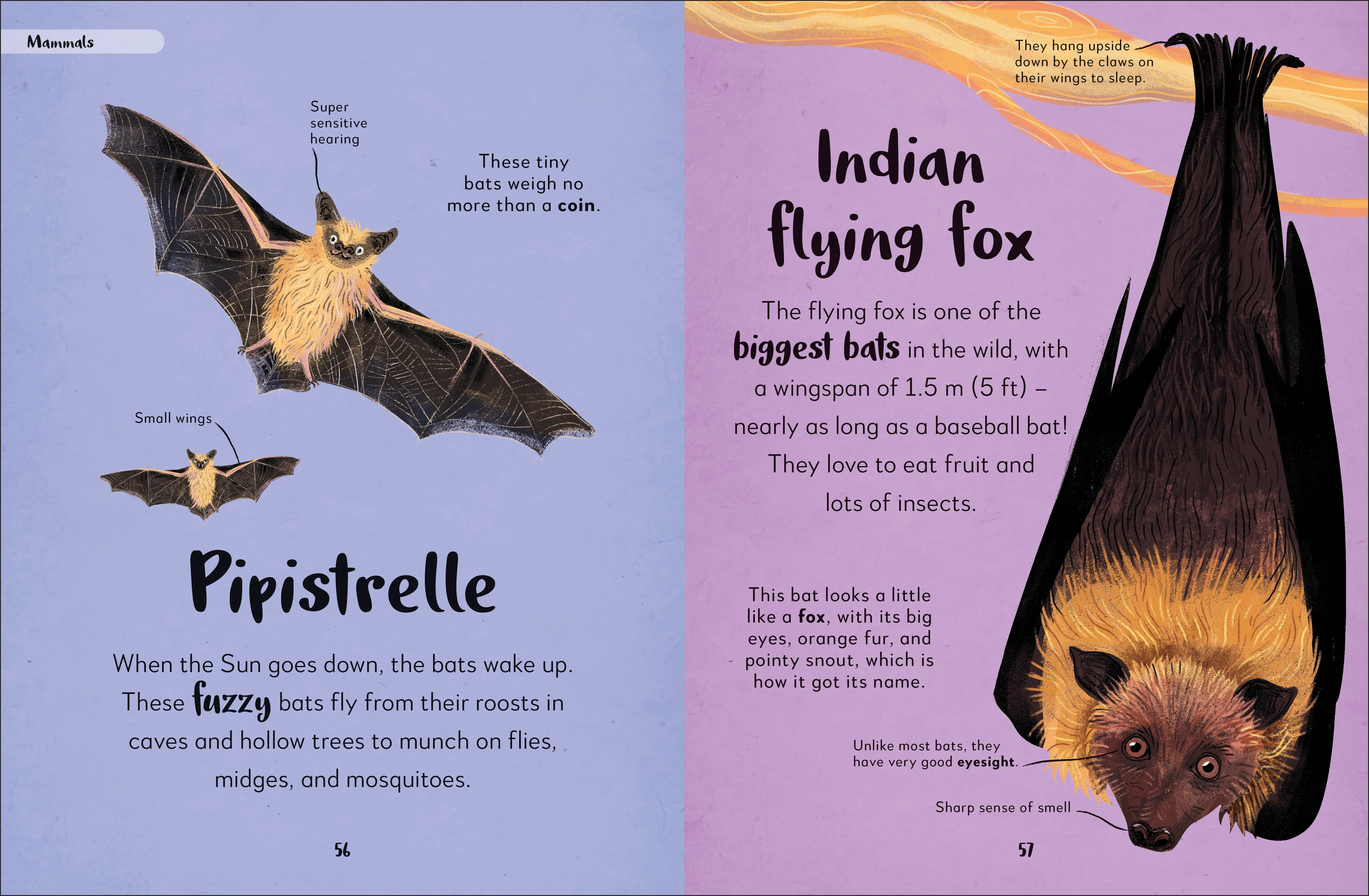 The Bedtime Book of Nighttime Animals - Image 5