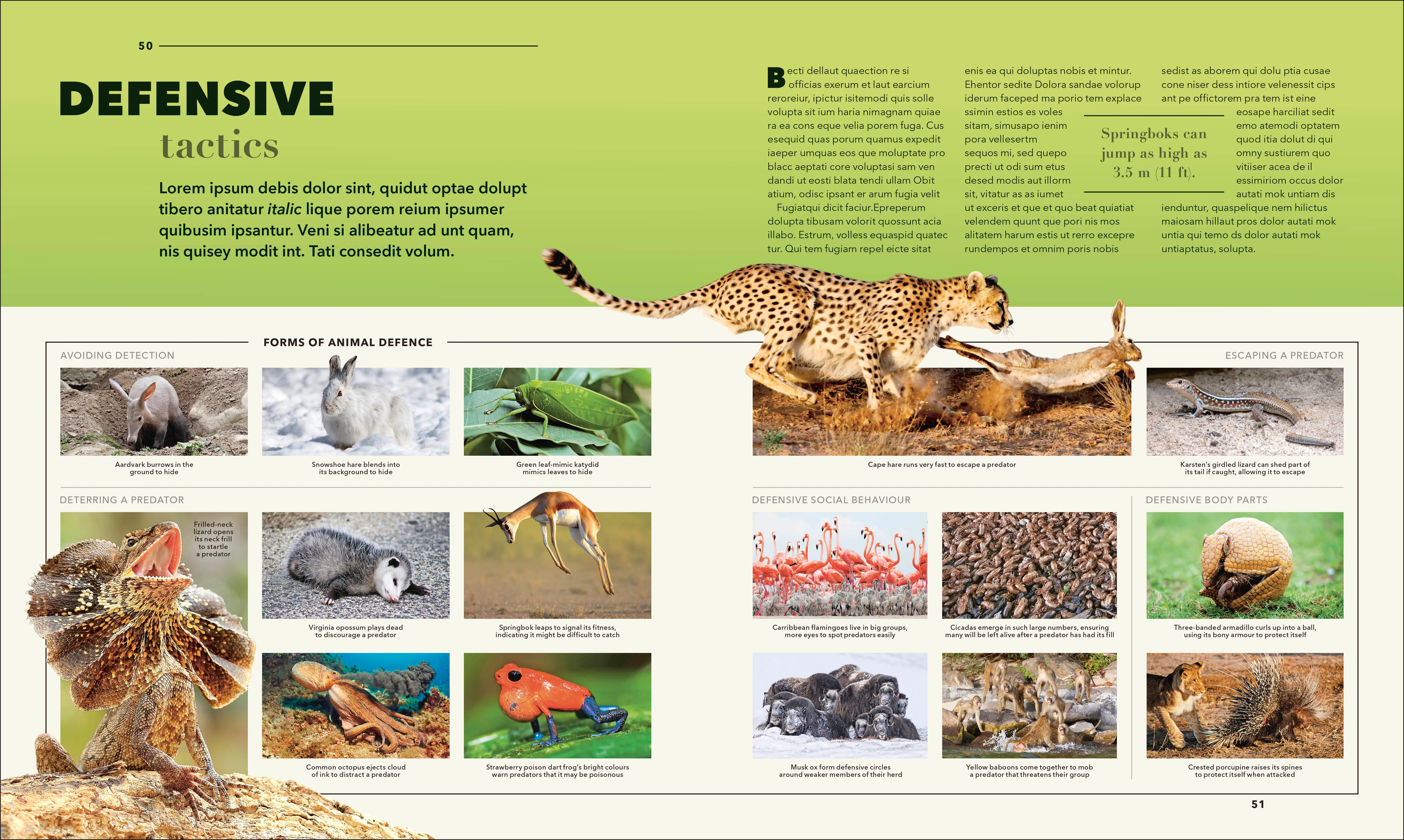 Animals A Visual Compendium - Image 3