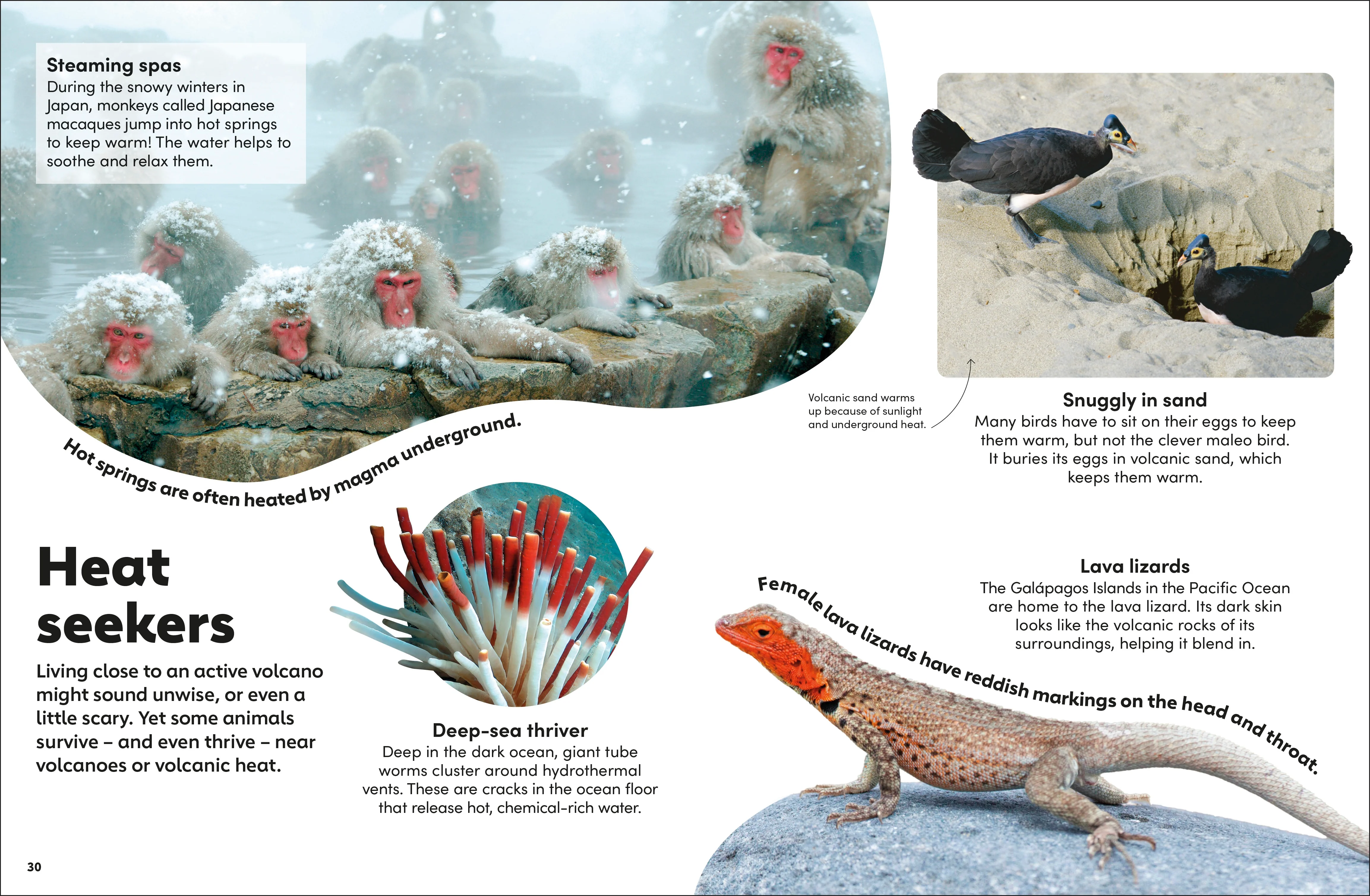 Eyewonder Volcanoes - Image 5