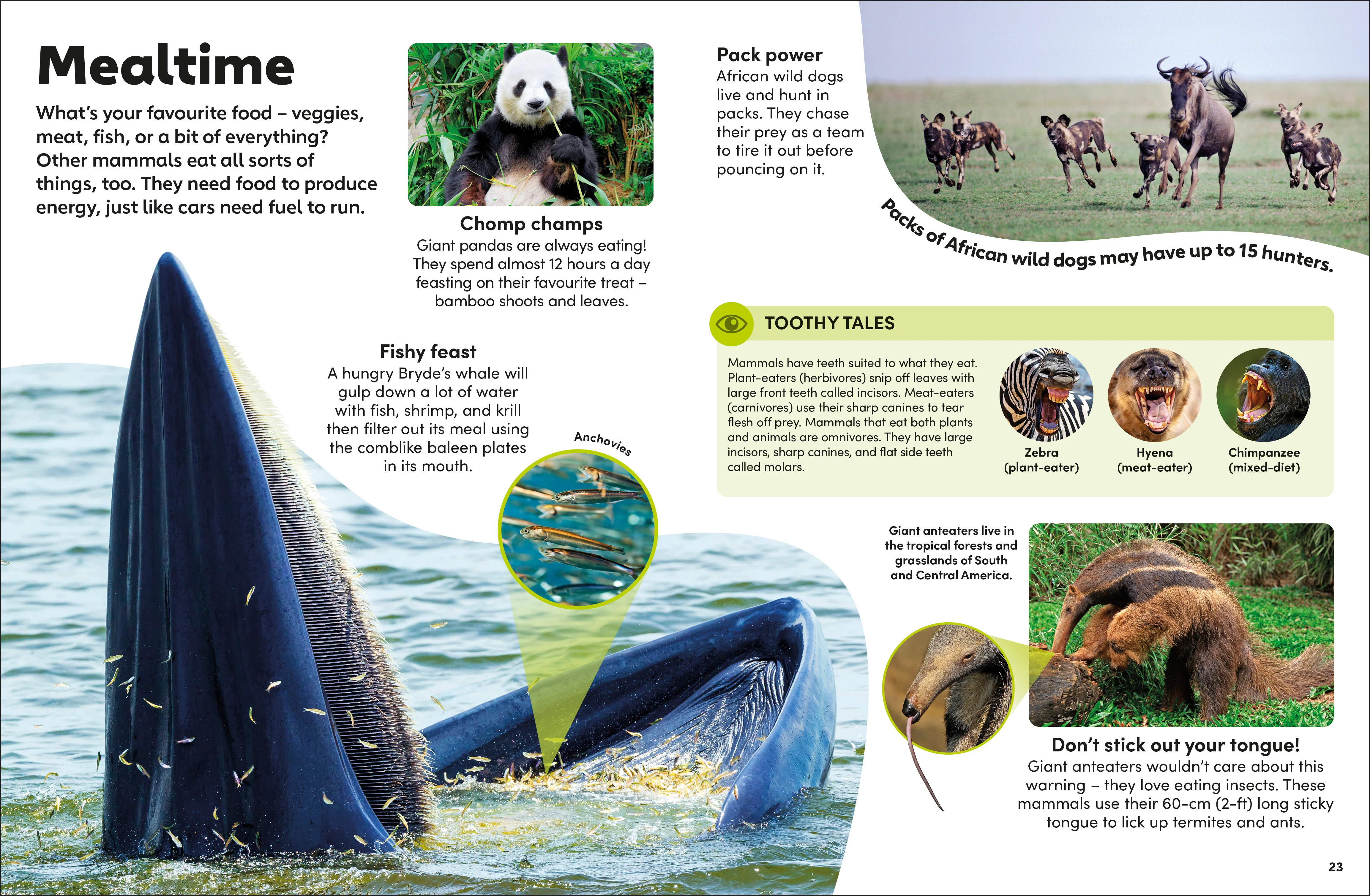Eyewonder Mammals - Image 3
