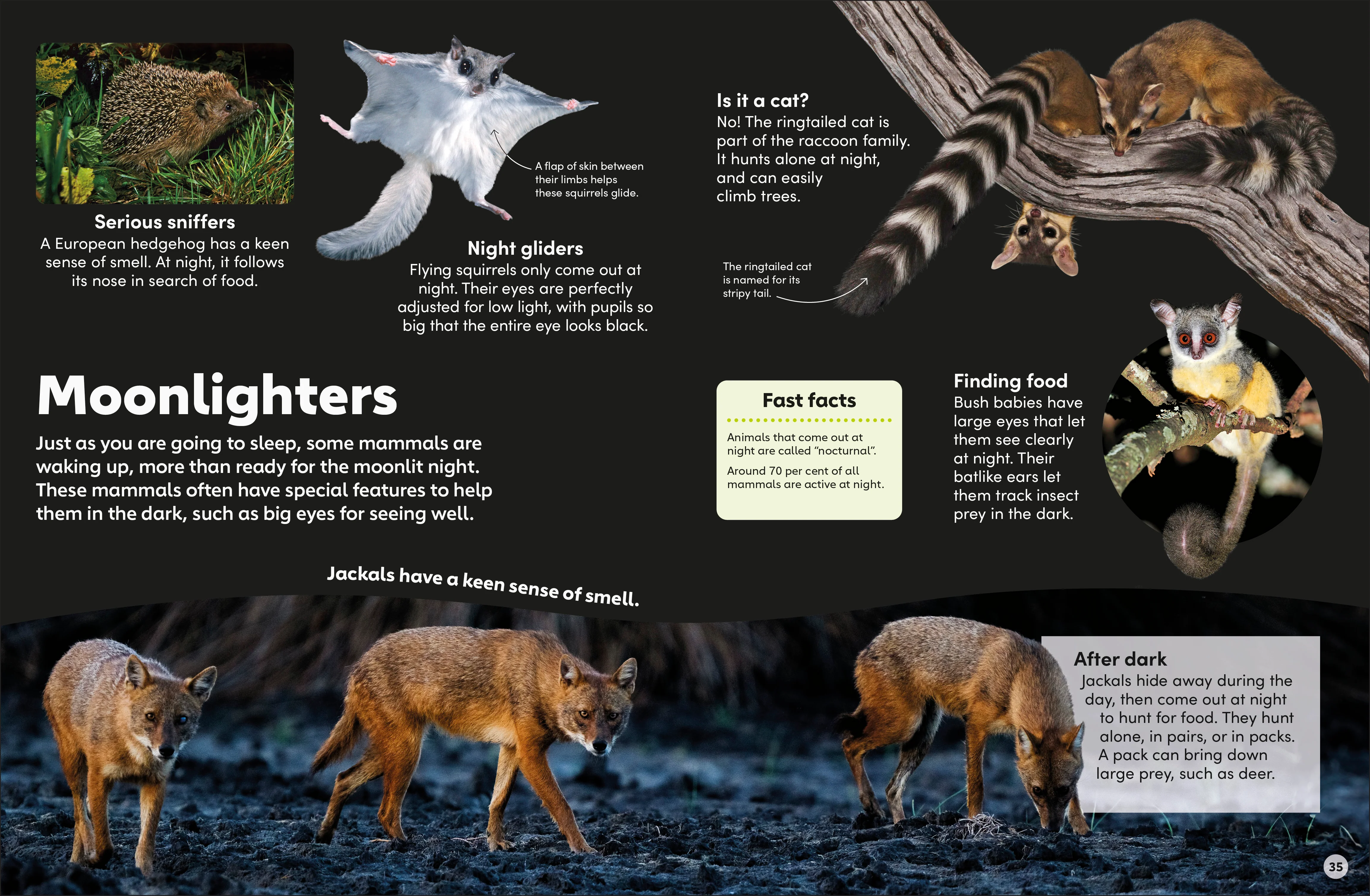 Eyewonder Mammals - Image 4