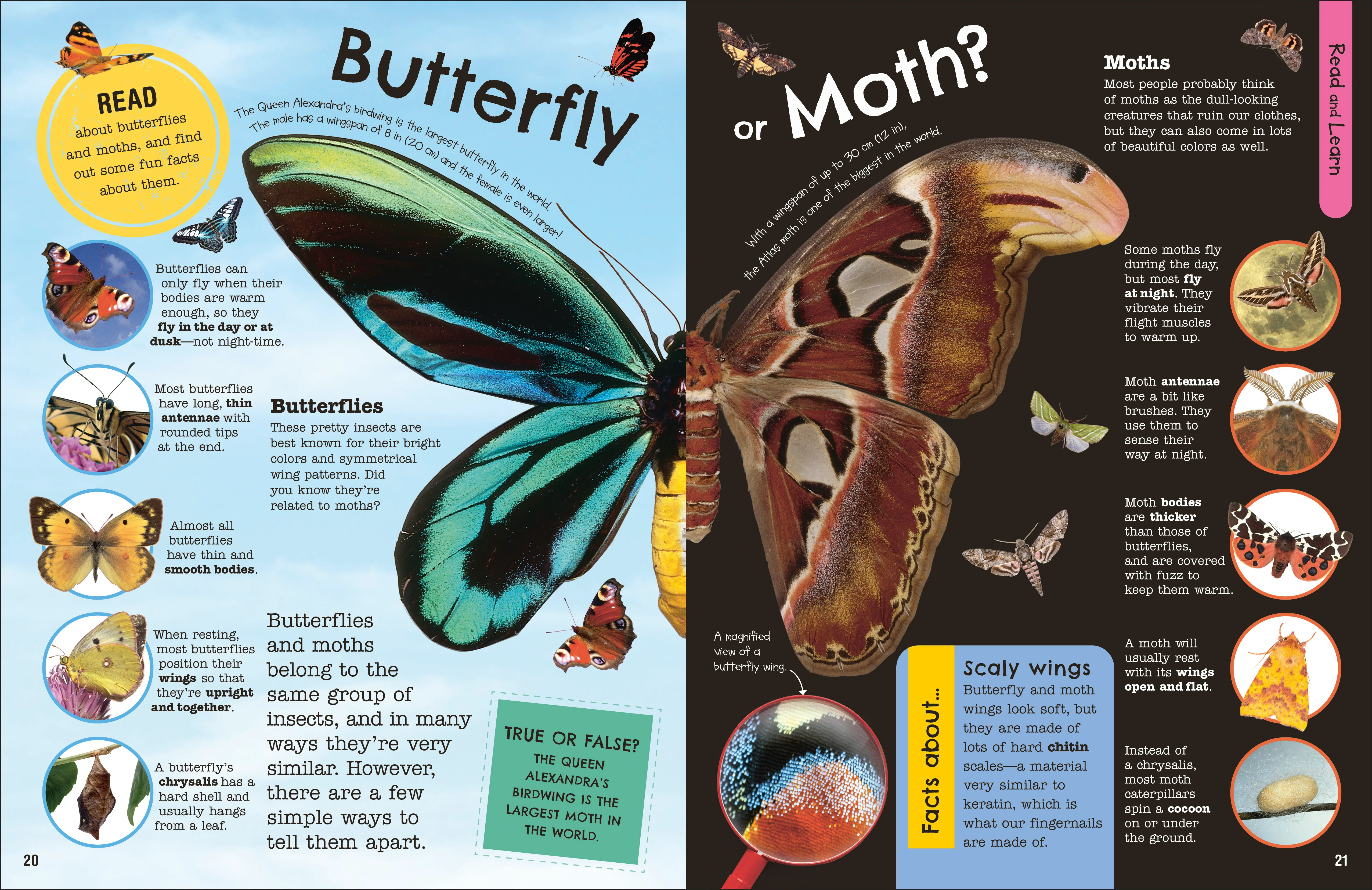 The Fact-Packed Activity Book: Insects - Image 3