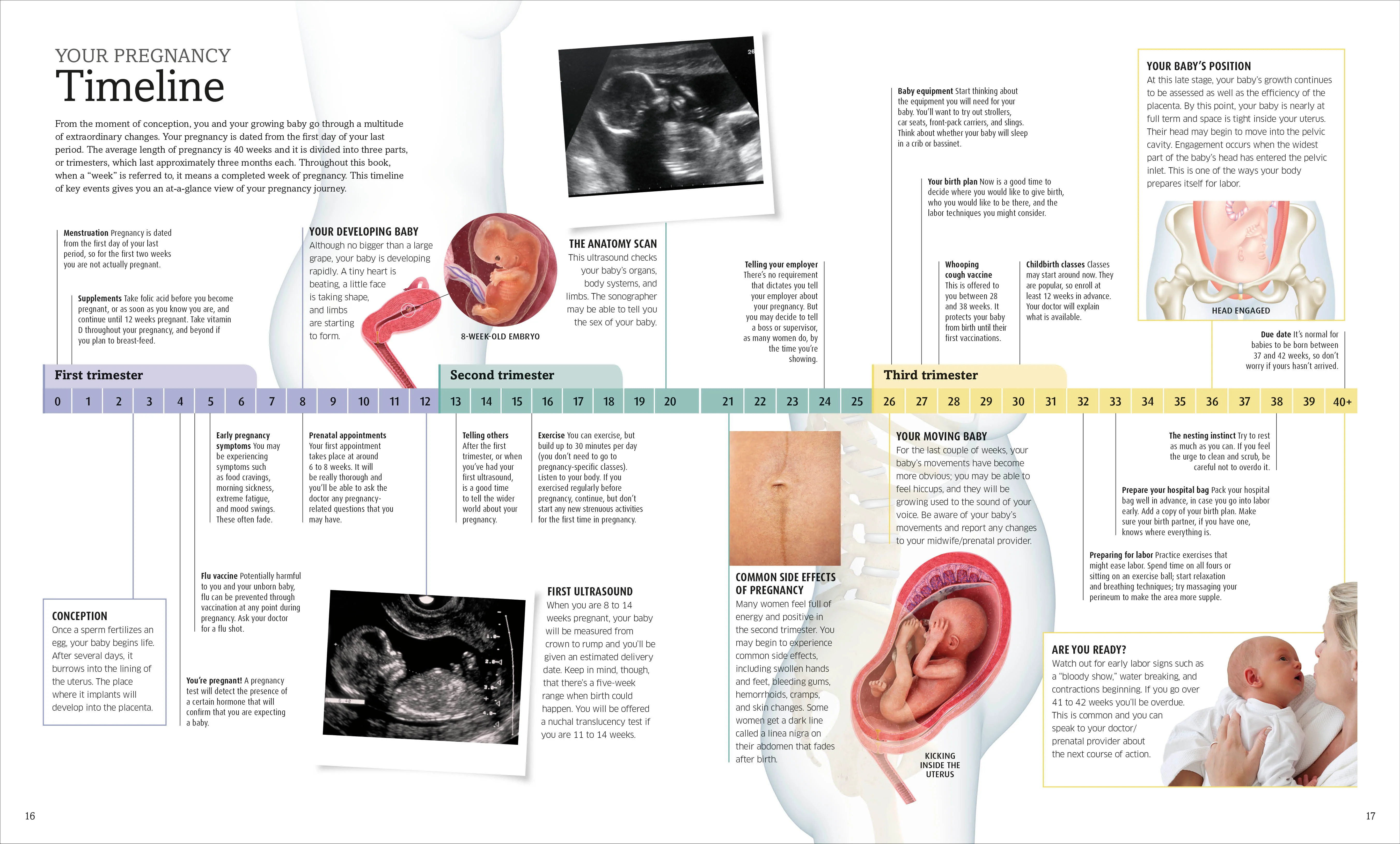 The Pregnancy Encyclopedia - Image 3