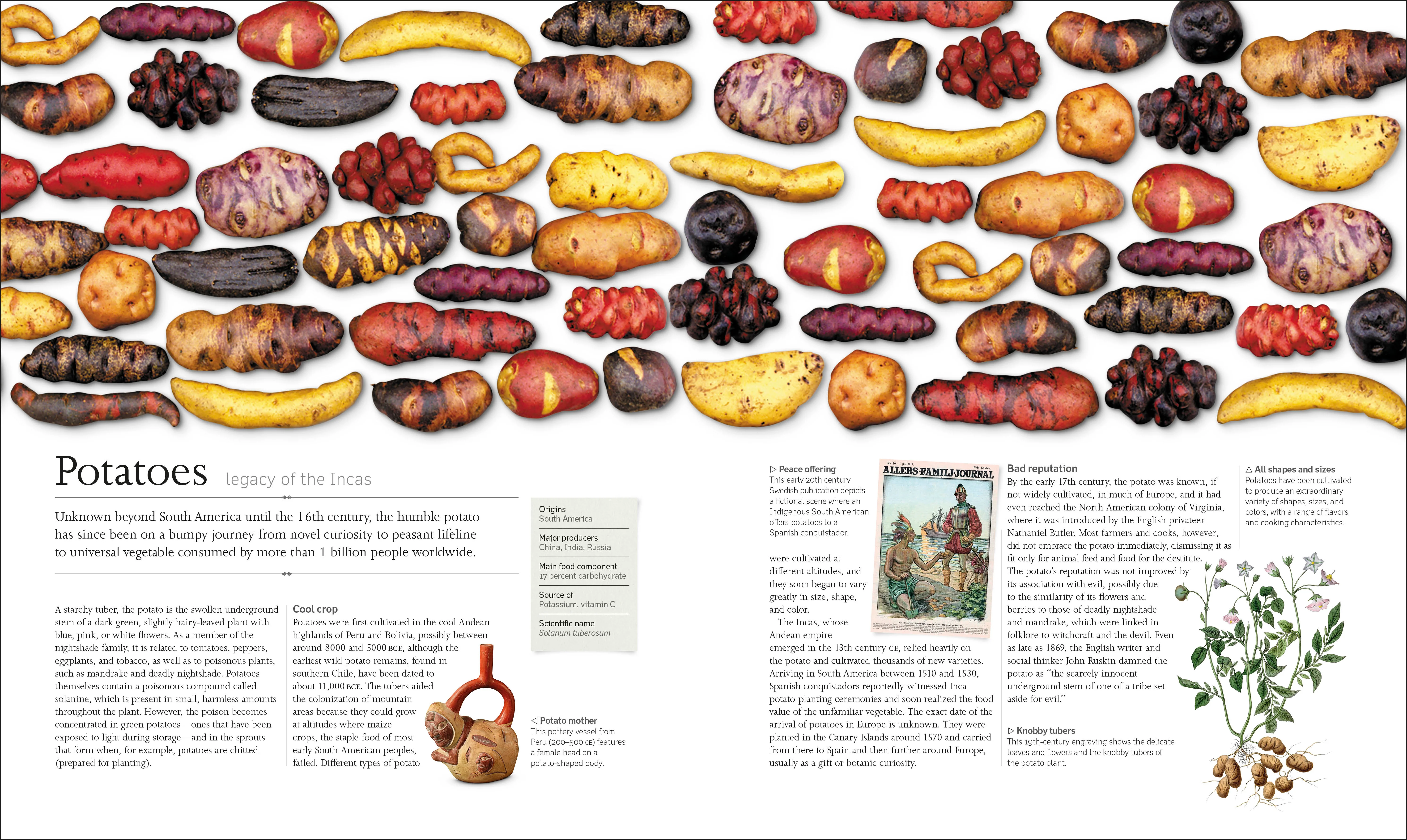 The Food Book - Image 3