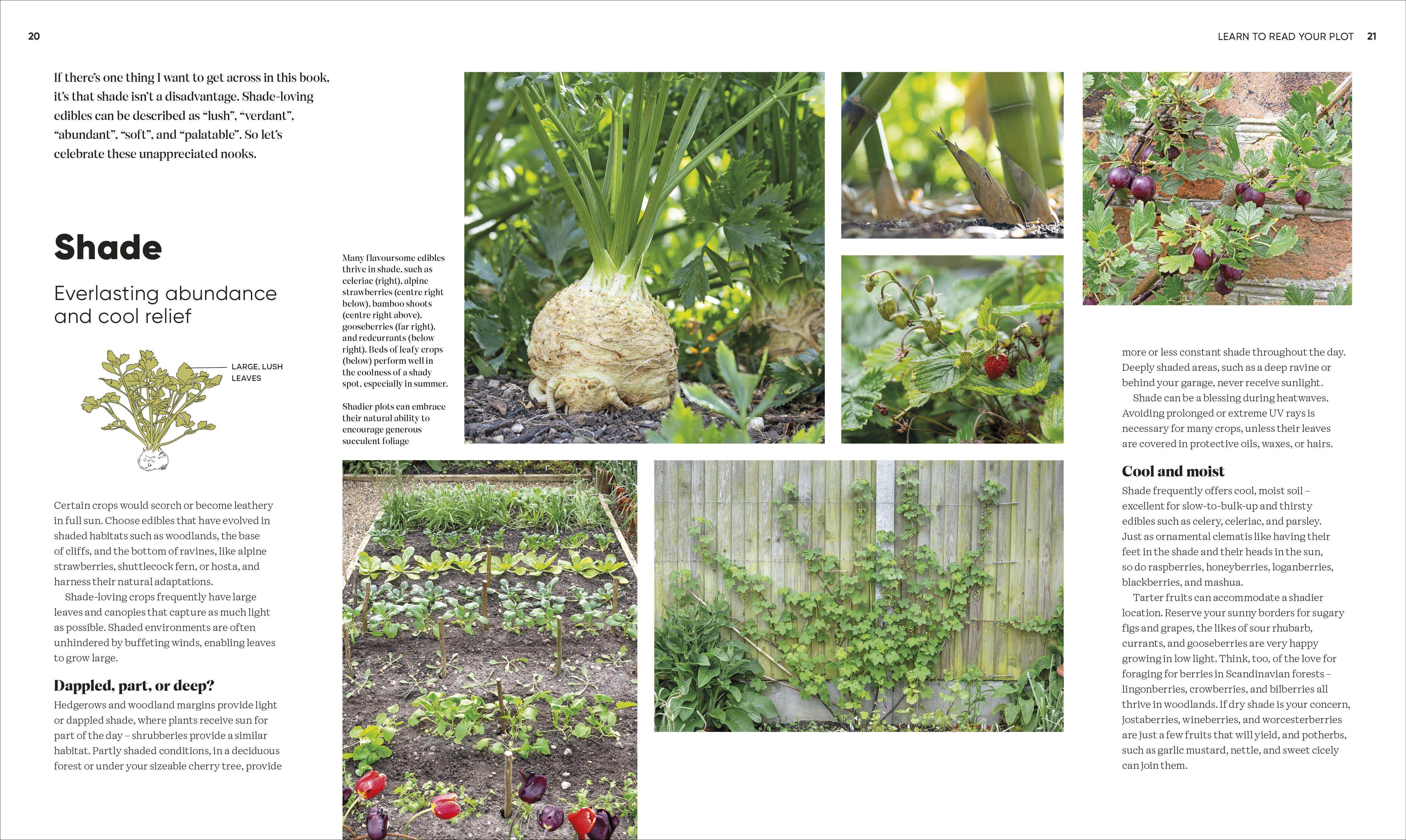 Grow Food Anywhere - Image 4