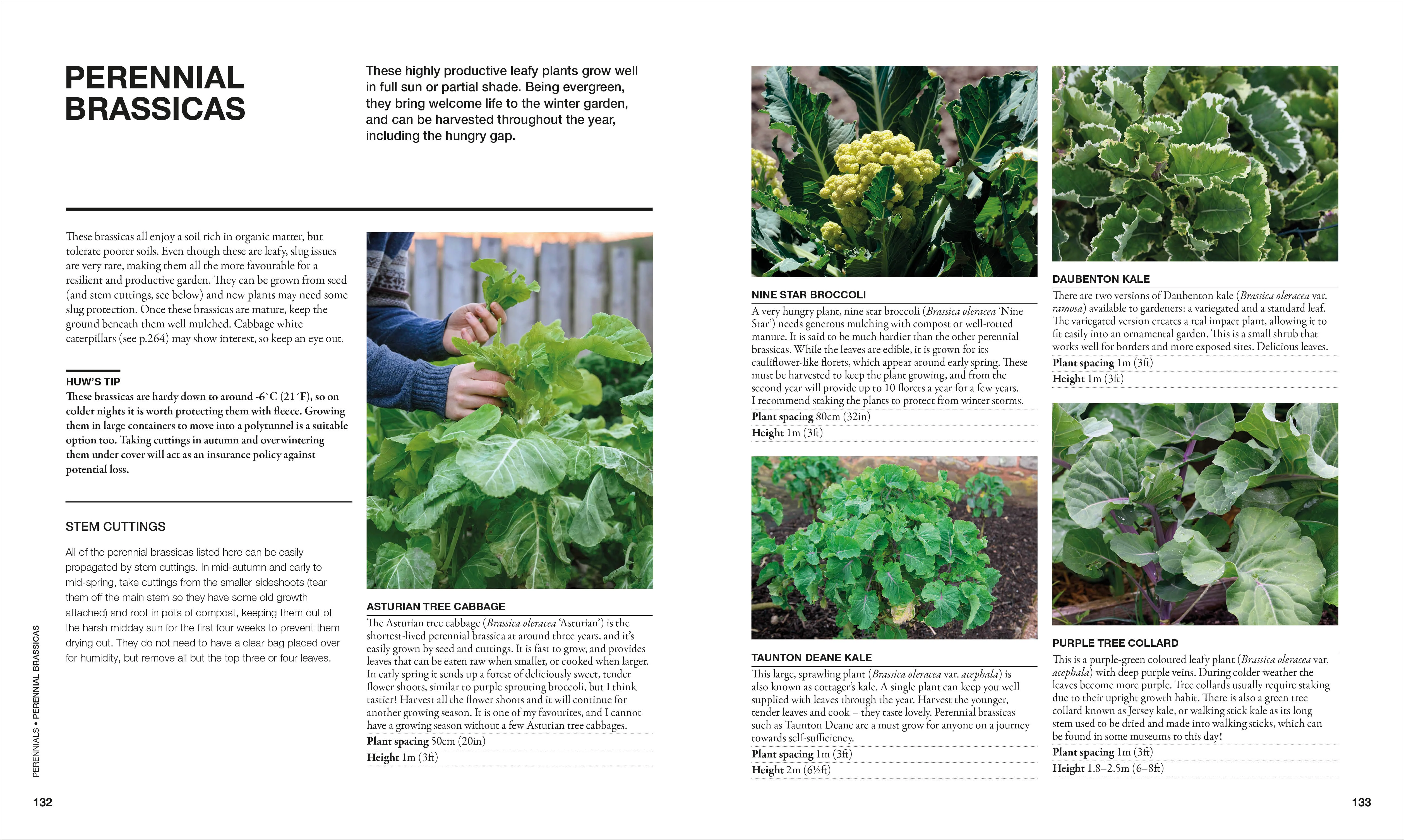 The Permaculture Garden - Image 6