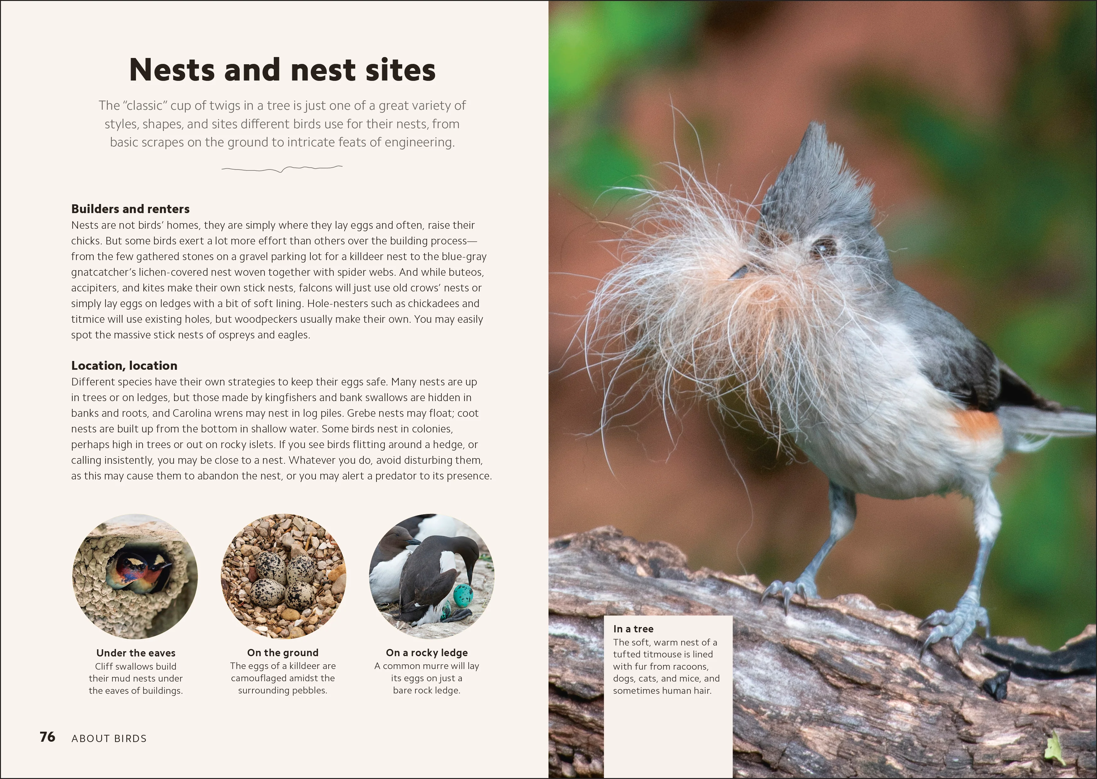 Birdwatching Guide - Image 3