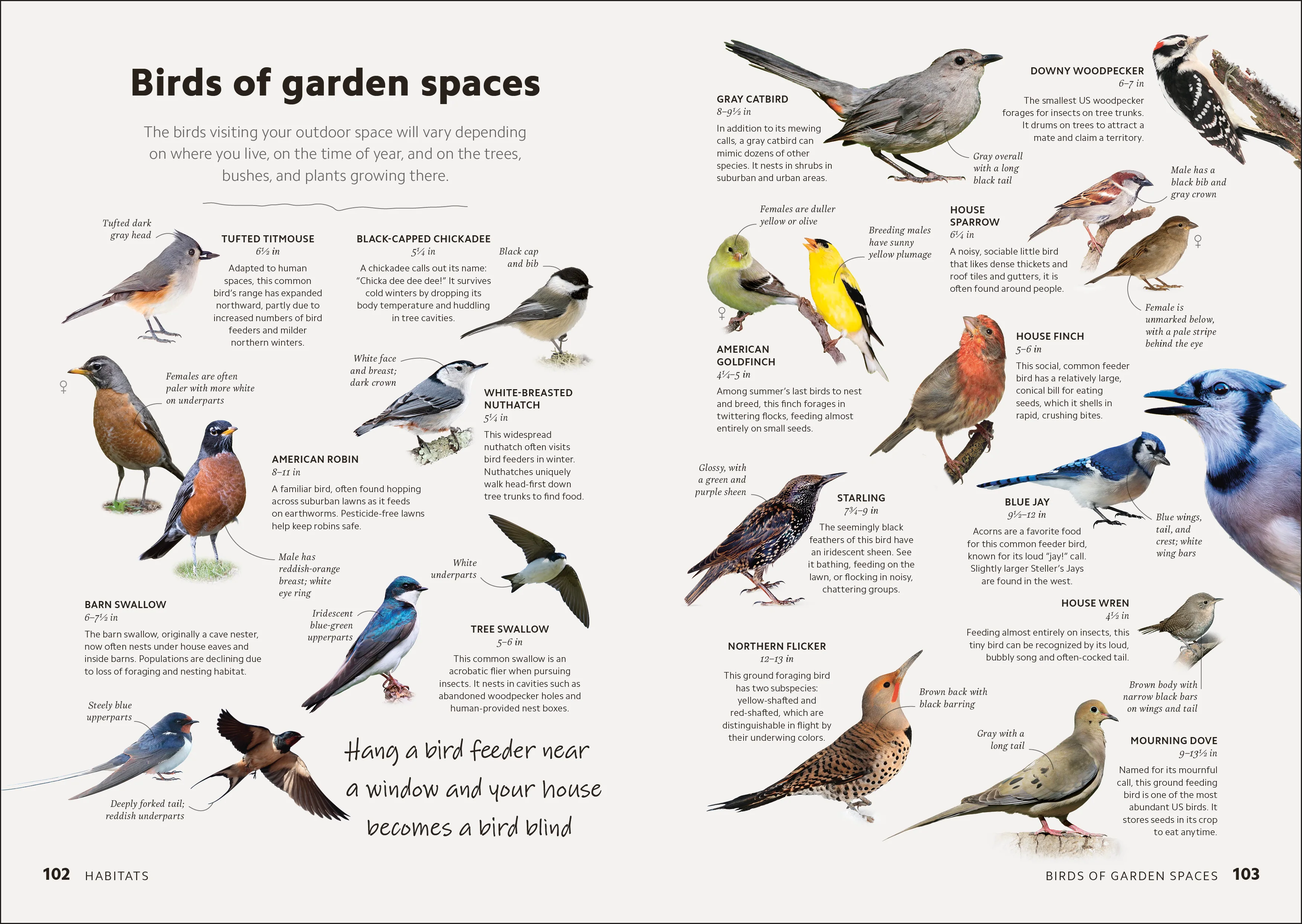 Birdwatching Guide - Image 4