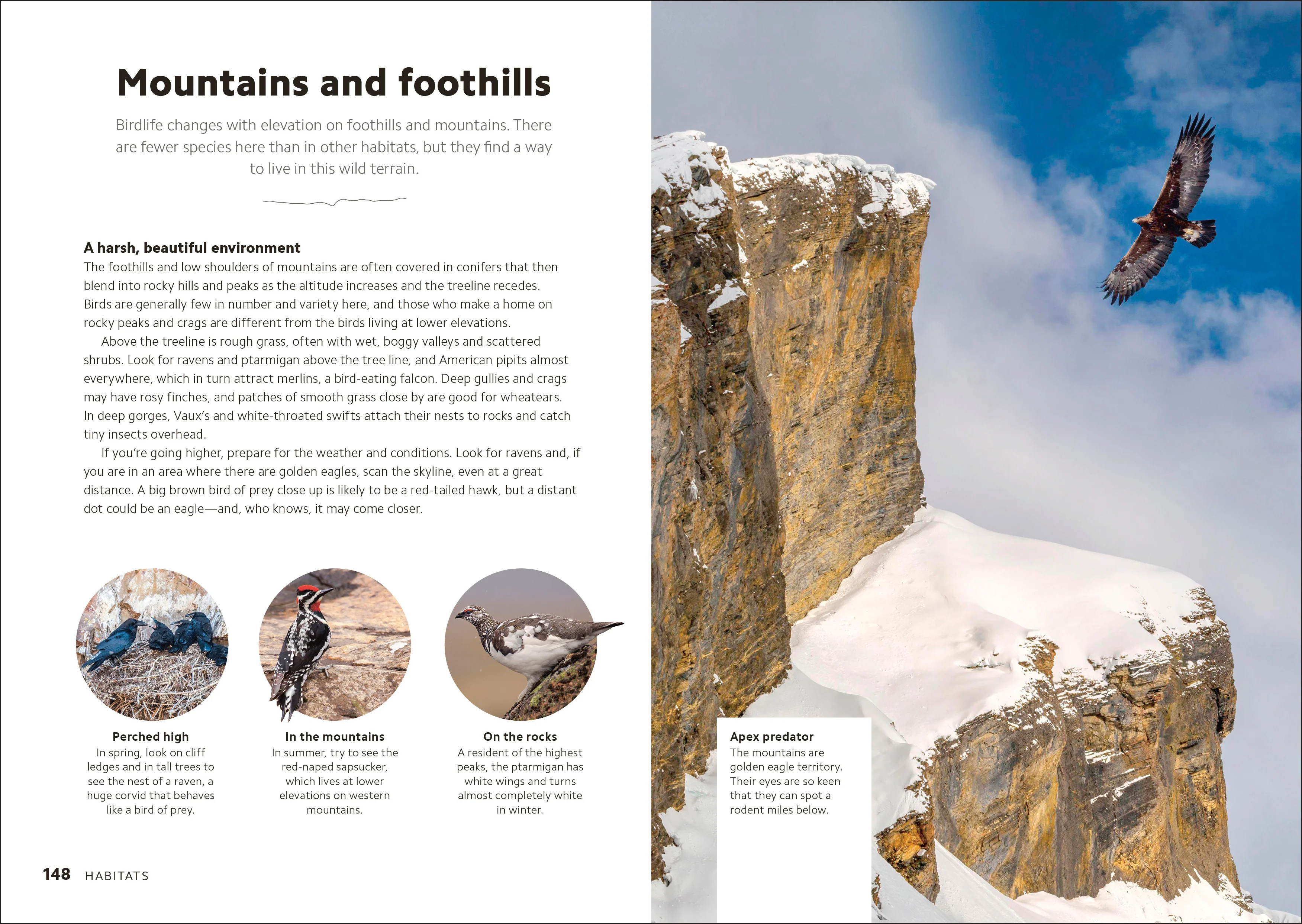 Birdwatching Guide - Image 5