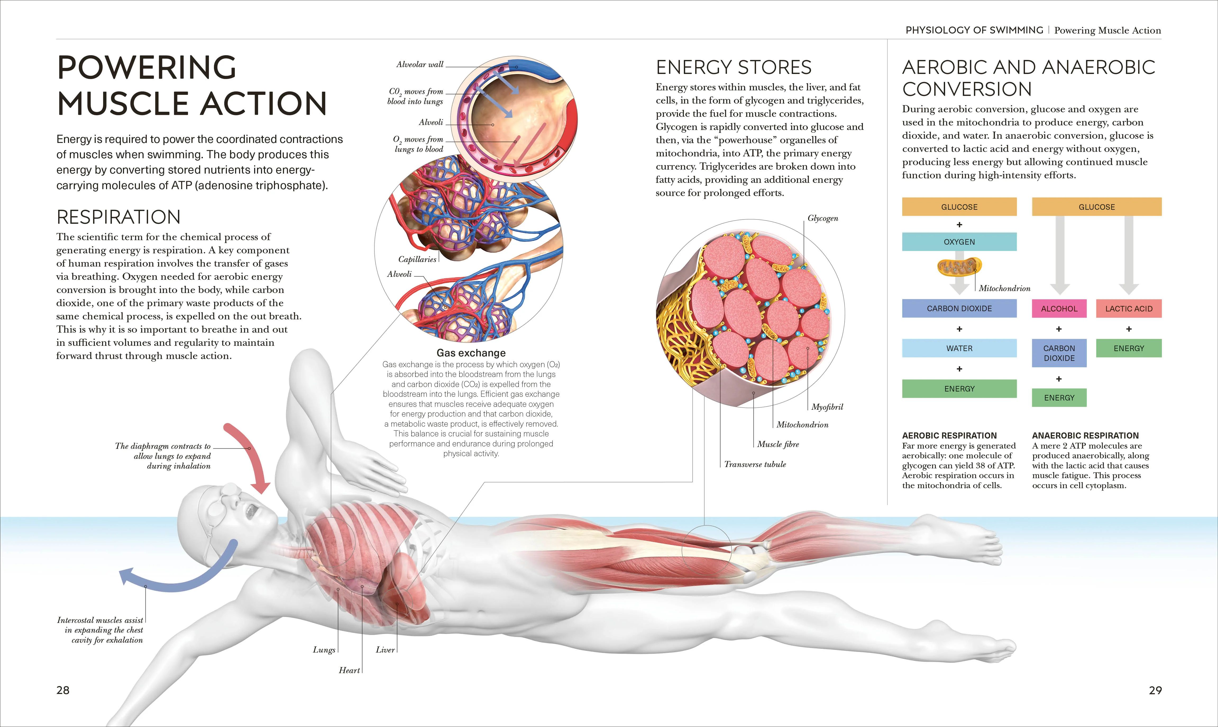 Science of Swimming - Image 3