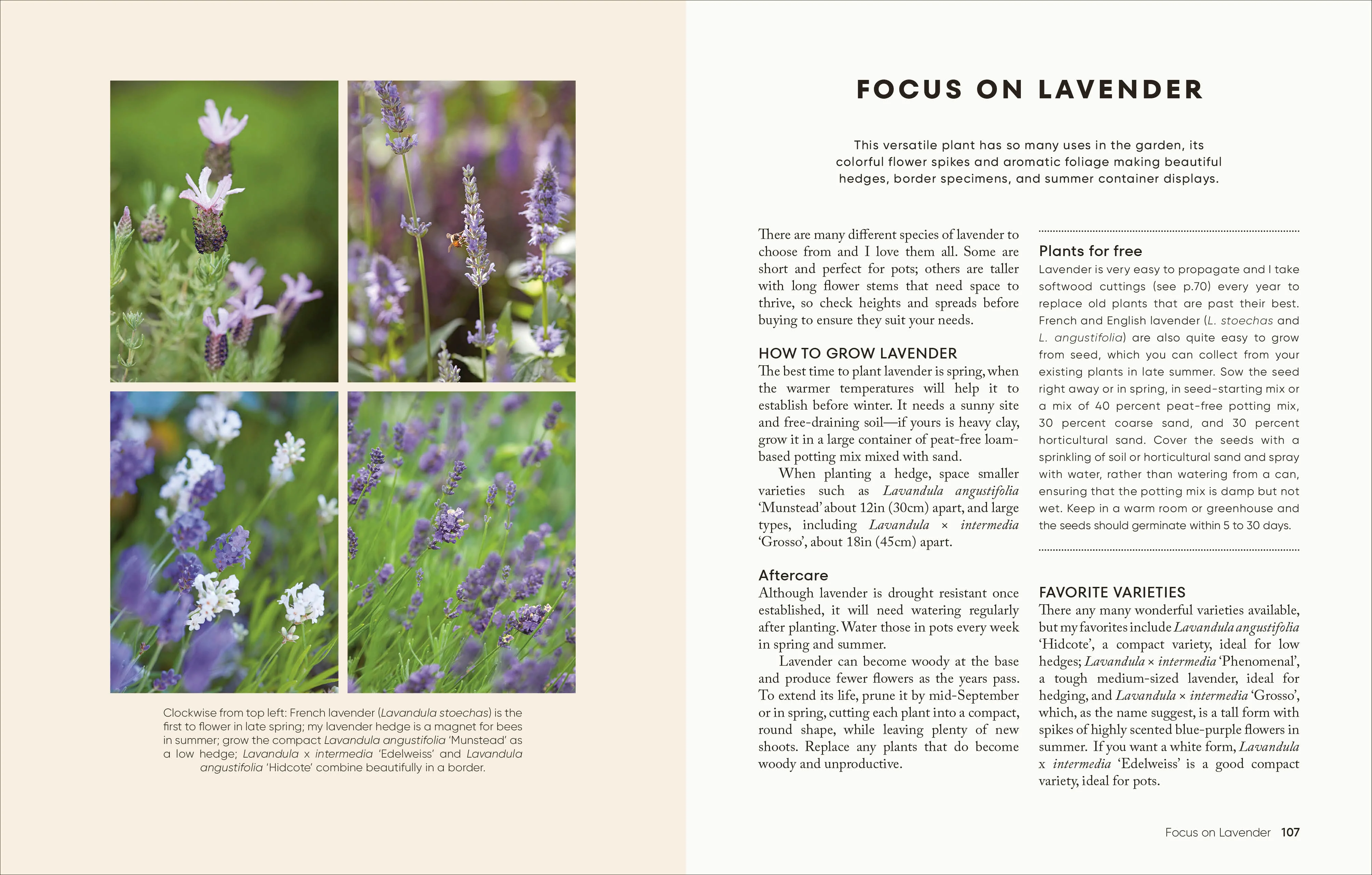 The Money-Saving Garden Year - Image 6