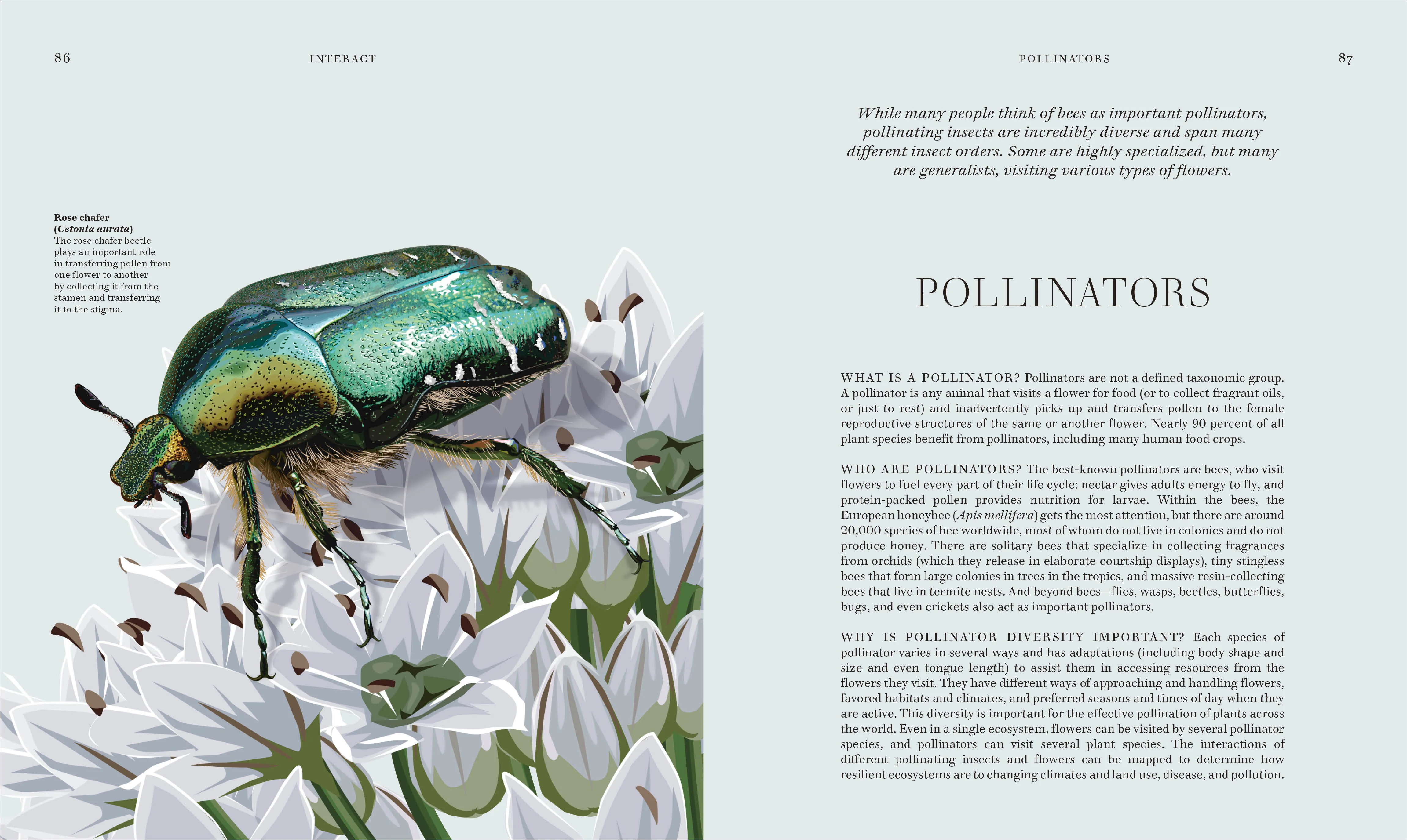 Insects - Image 5