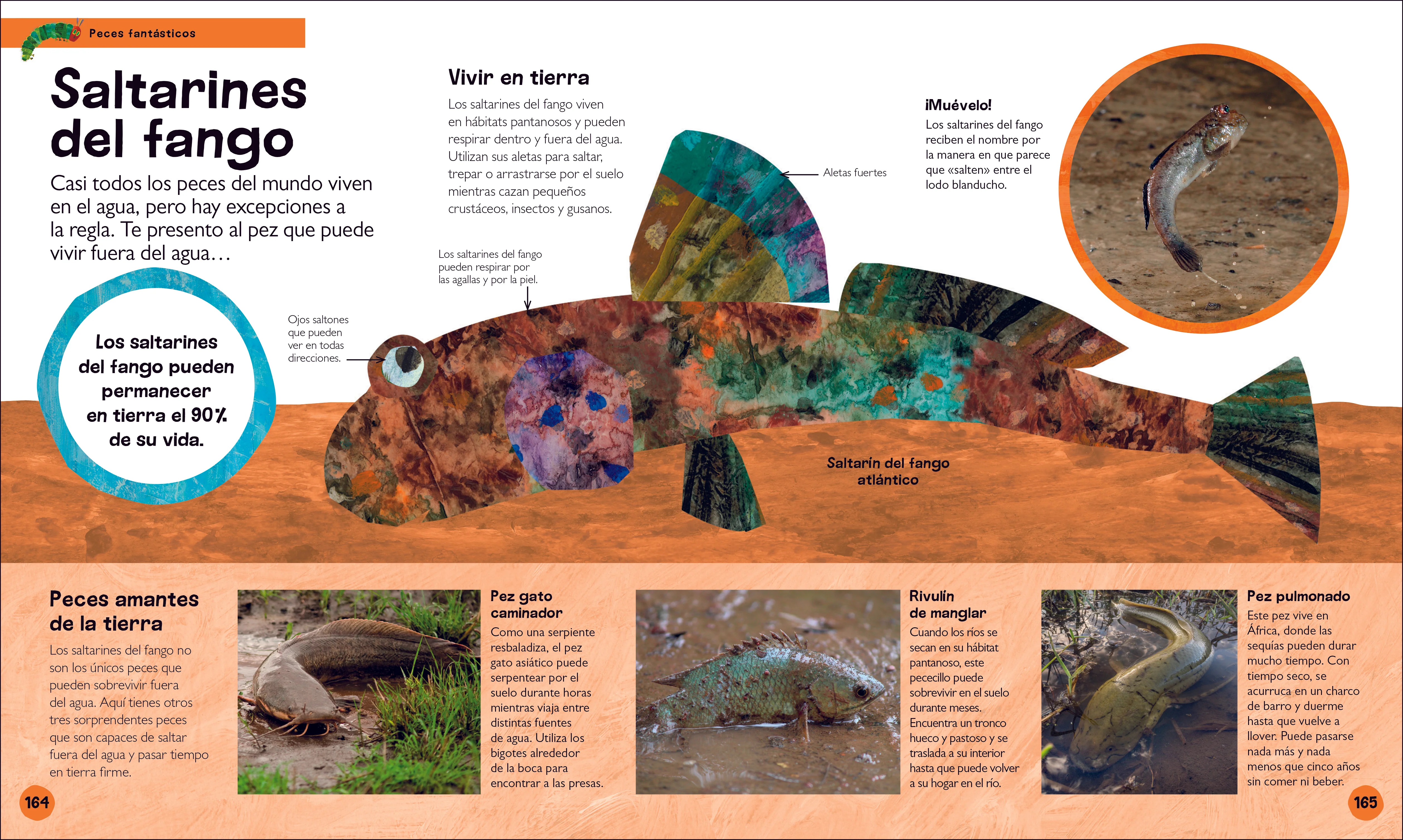 La oruga muy hambrienta Mi primera enciclopedia de animales (The Very Hungry Caterpillar's Very First Animal Encyclopedia) - Image 6