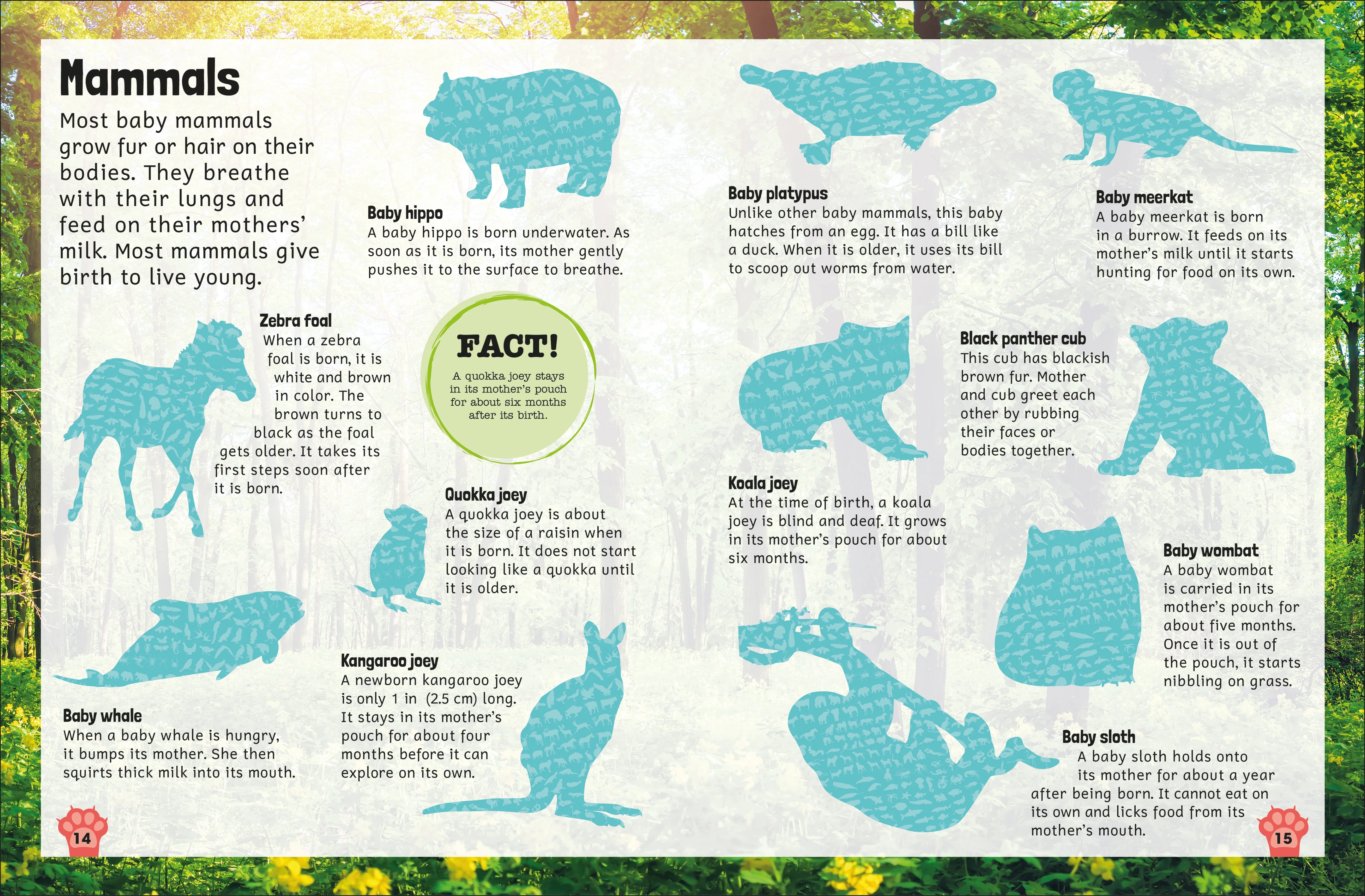 Sticker Encyclopedia Baby Animals - Image 4