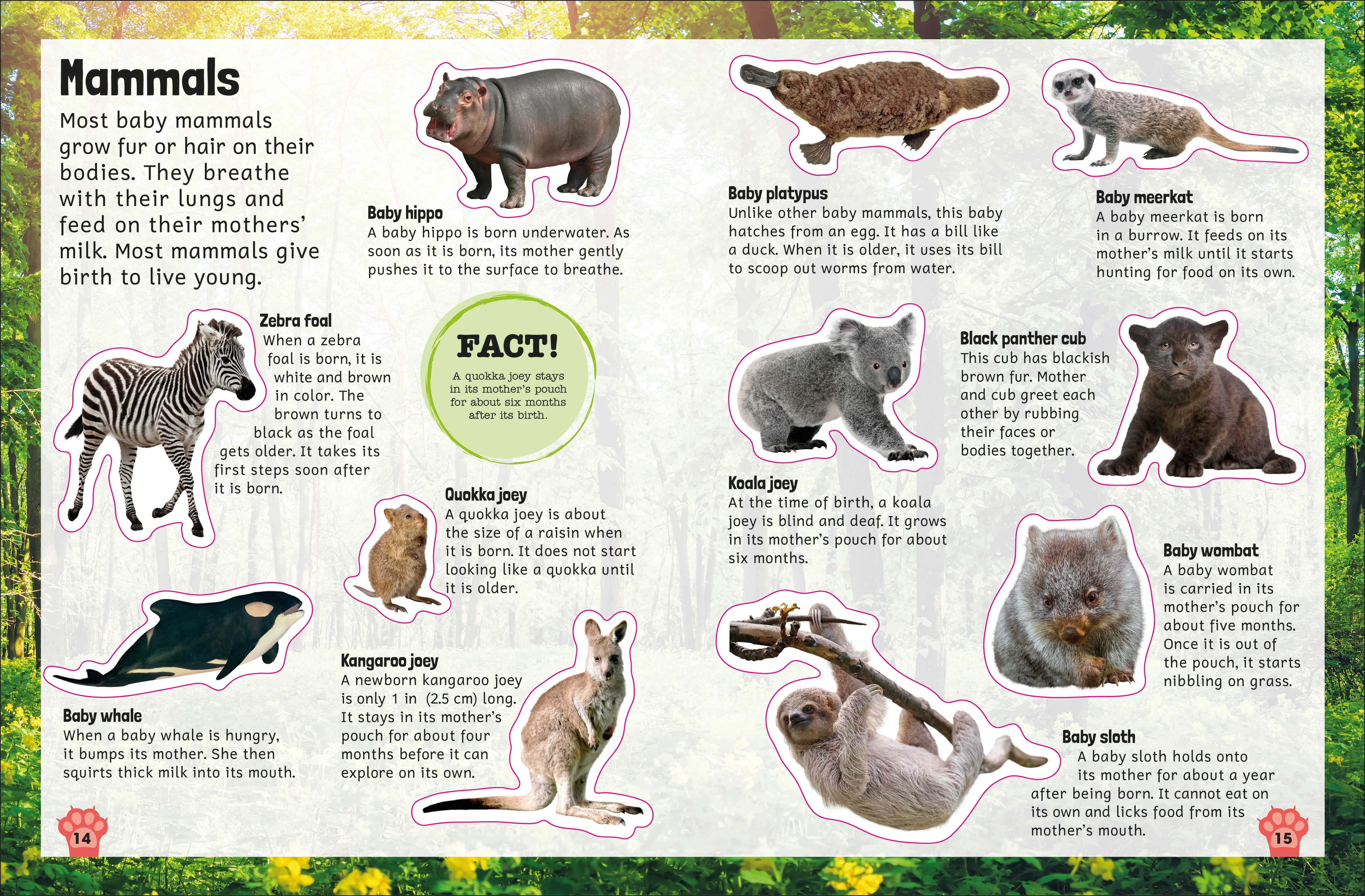 Sticker Encyclopedia Baby Animals - Image 5