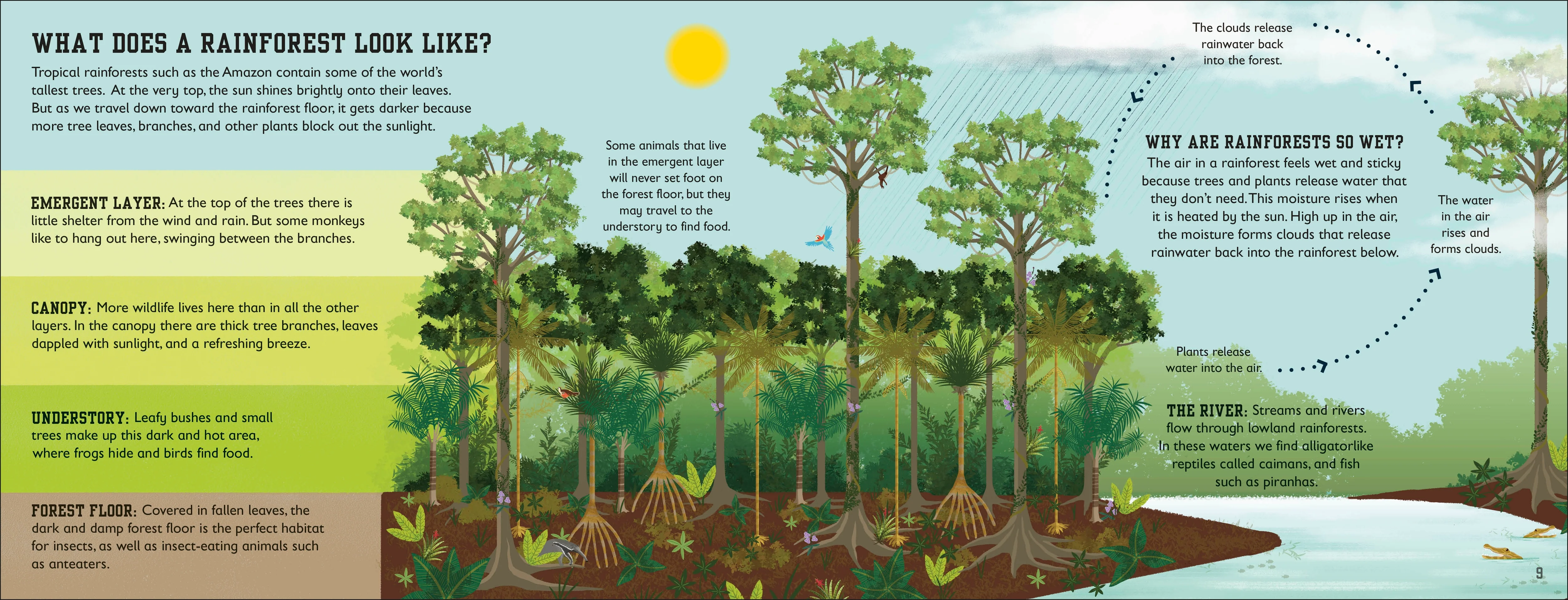 The Rainforest Book - Image 4