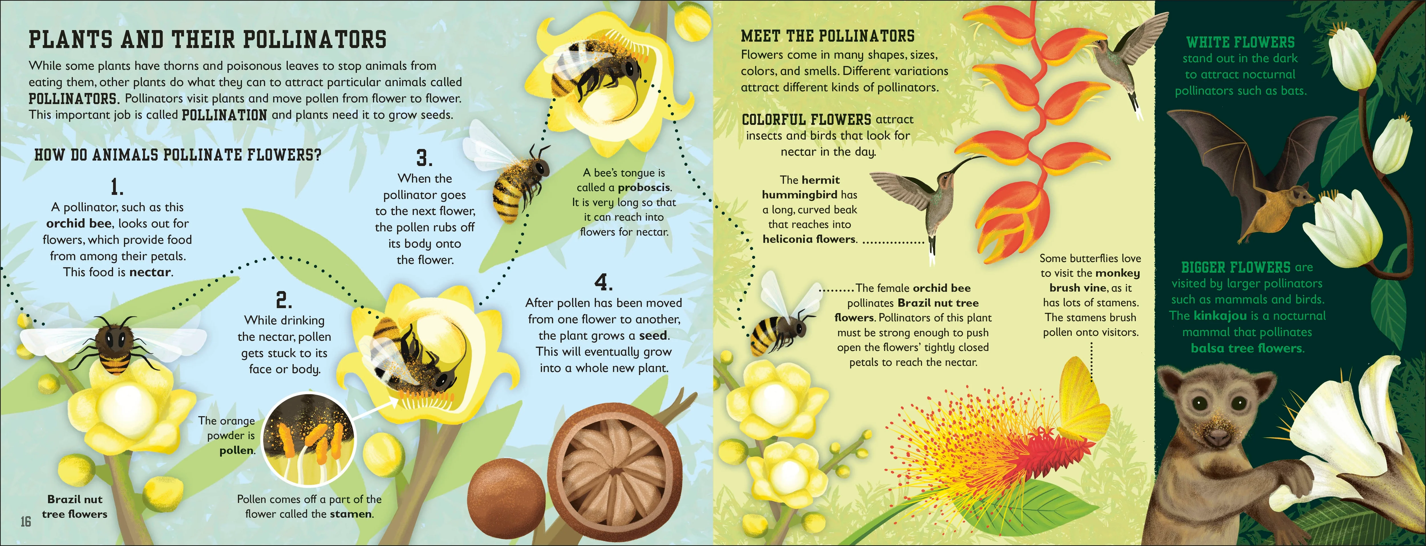 The Rainforest Book - Image 5