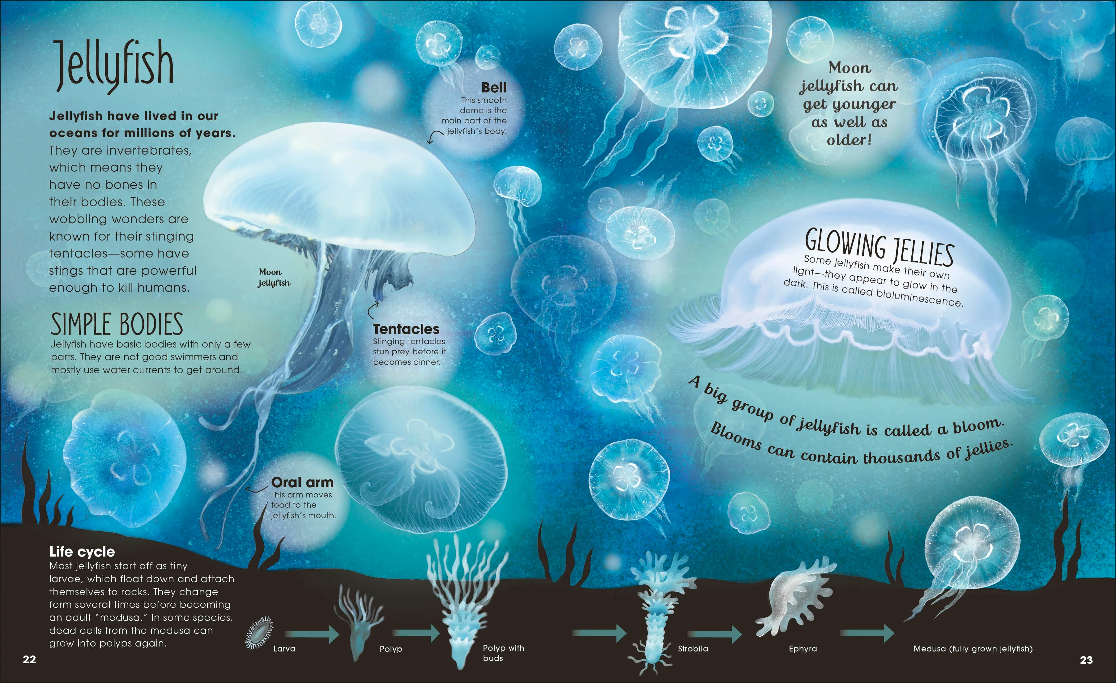 Earth's Incredible Oceans - Image 5