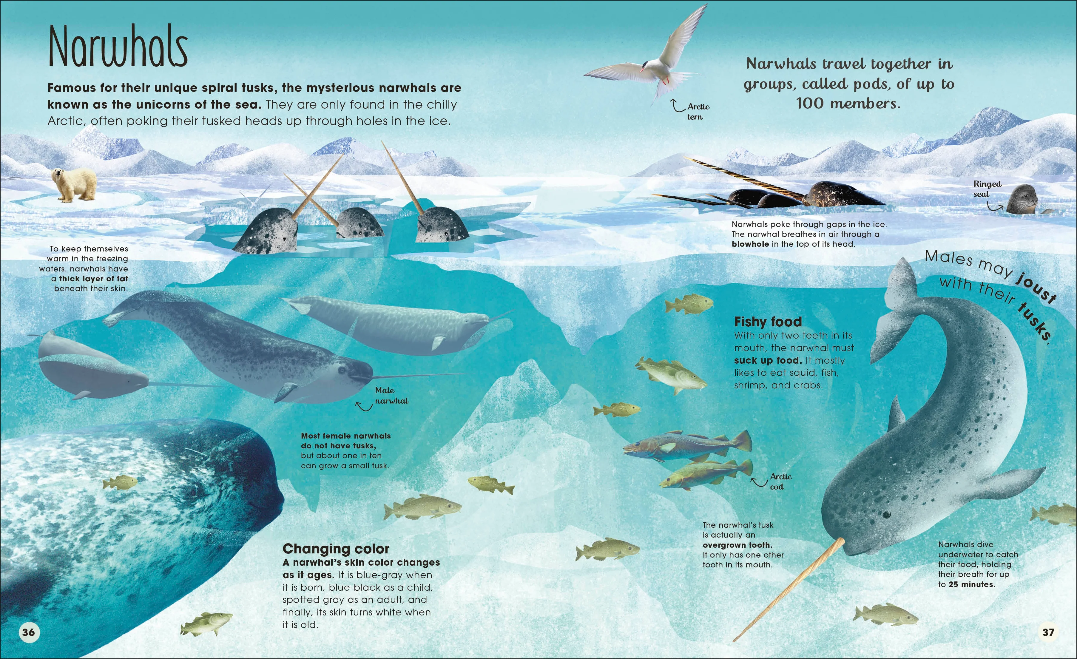 Earth's Incredible Oceans - Image 6
