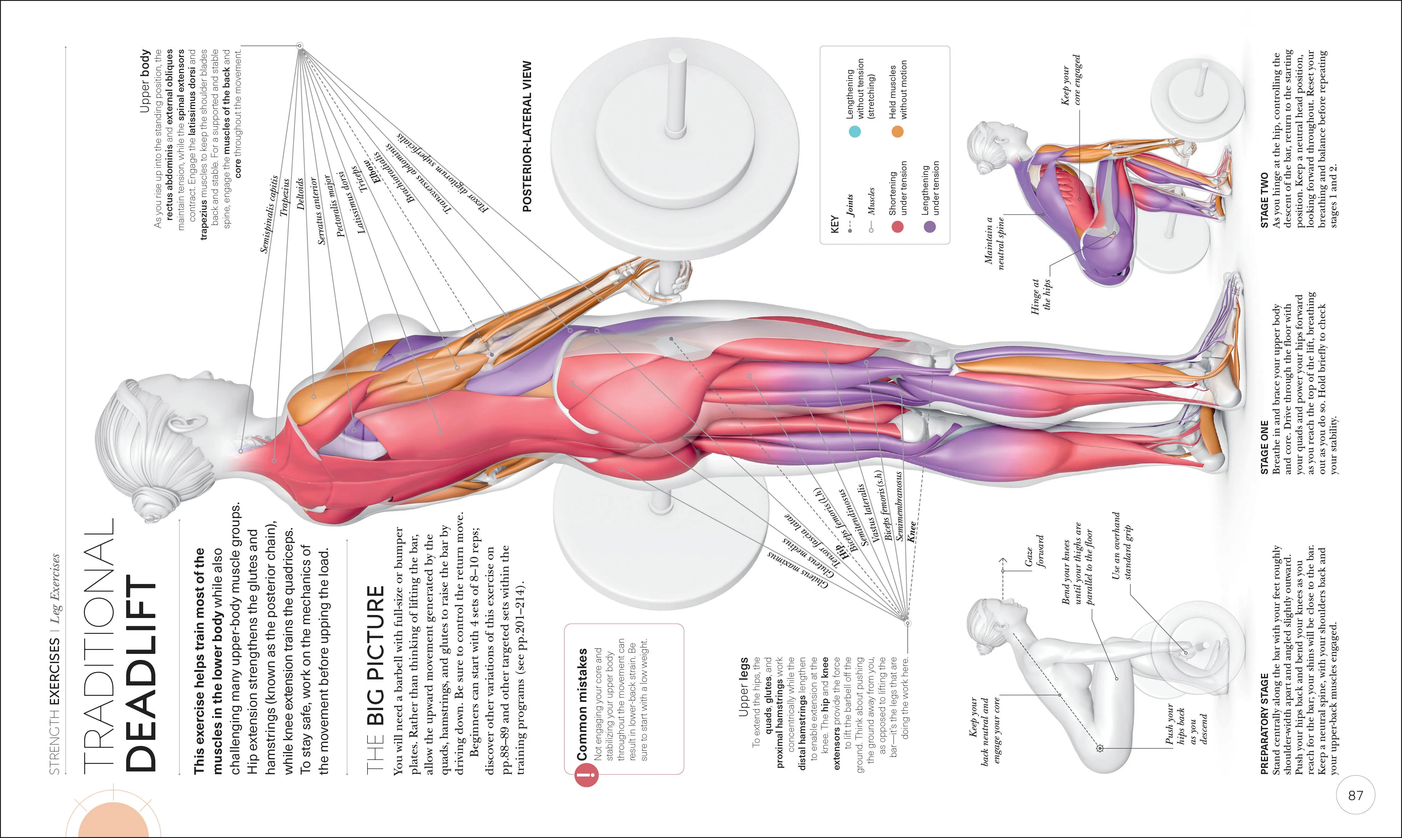 Science of Strength Training - Image 5
