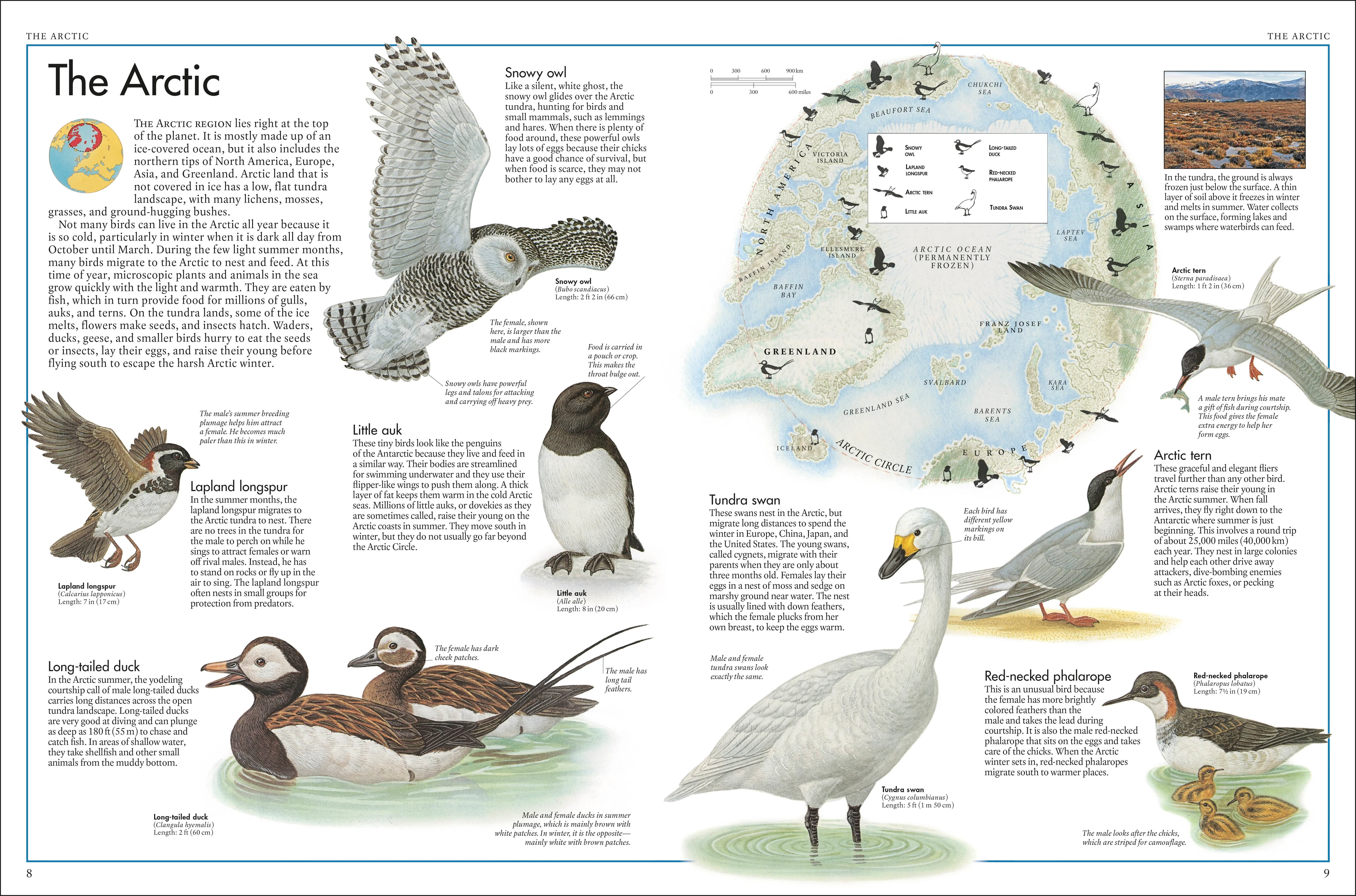 The Bird Atlas - Image 2