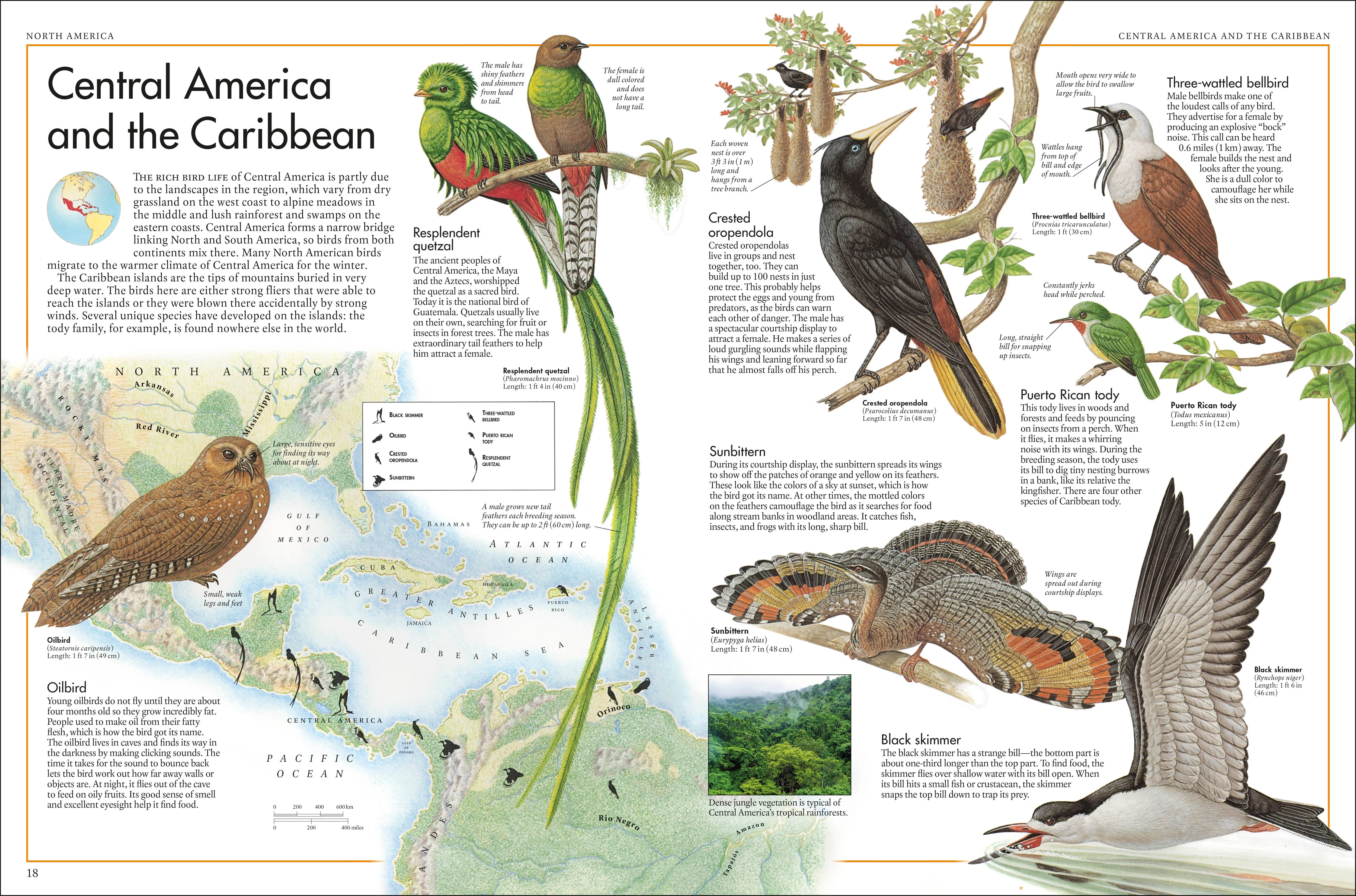 The Bird Atlas - Image 3