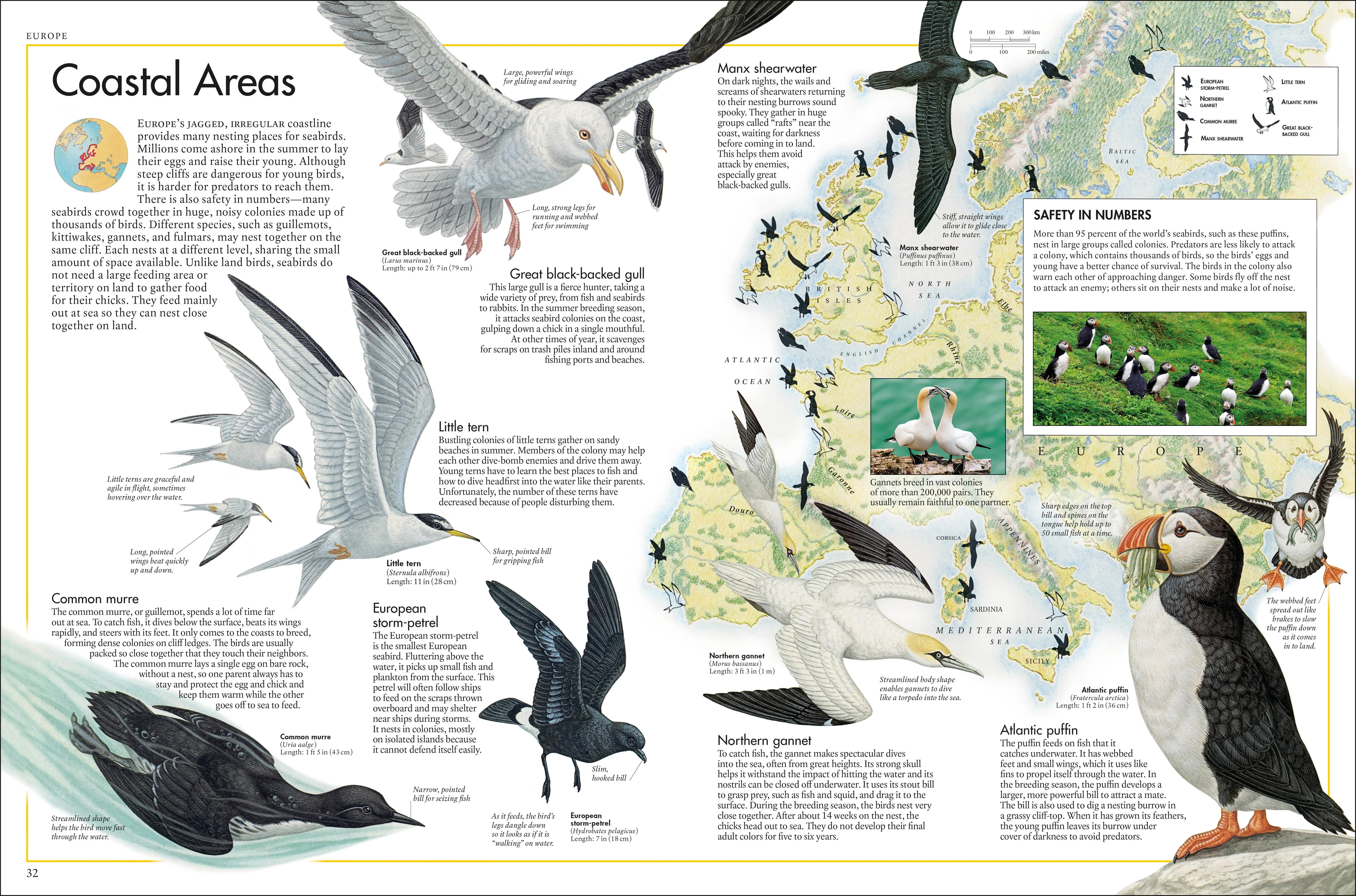 The Bird Atlas - Image 4