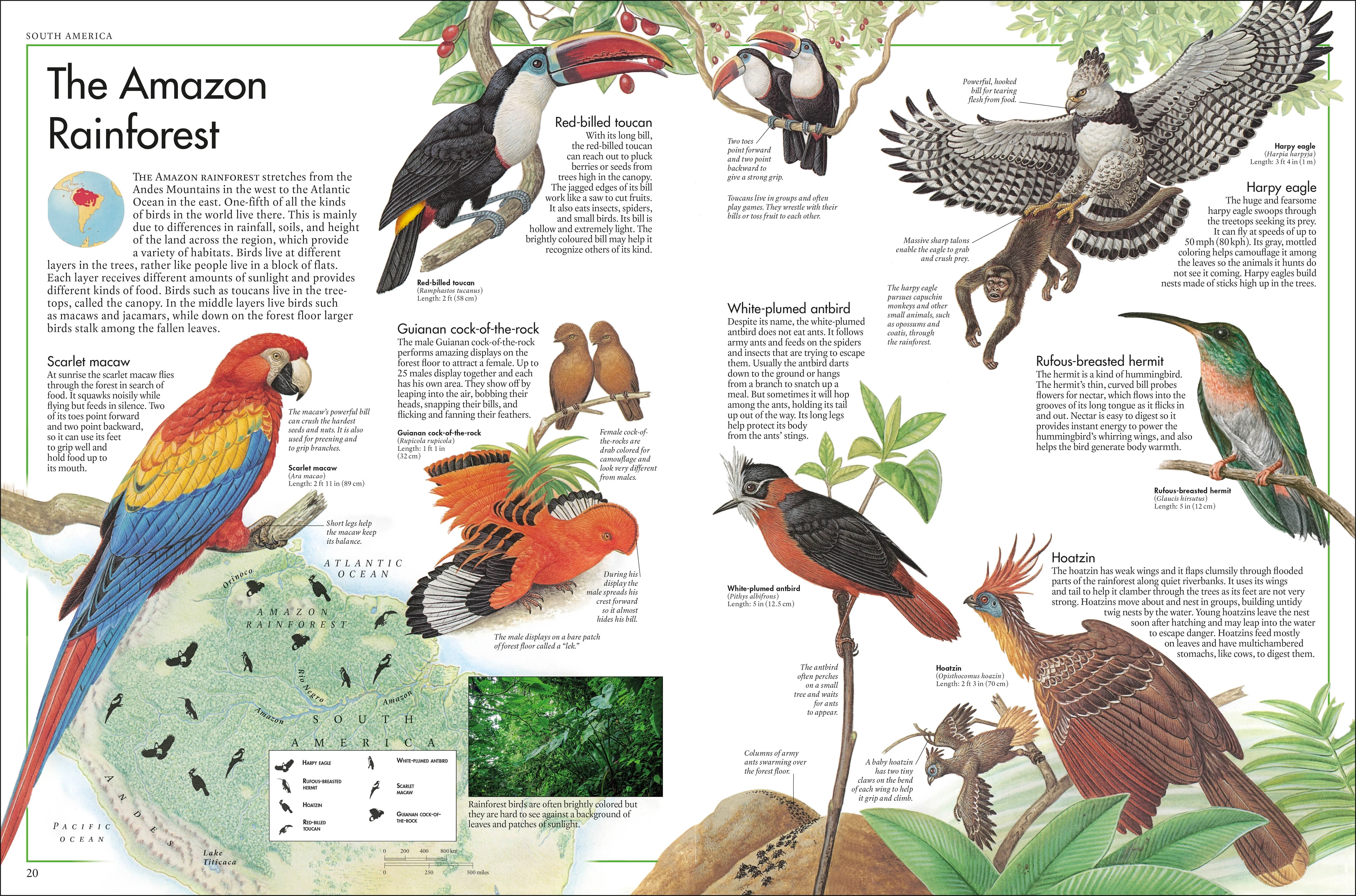 The Bird Atlas - Image 5