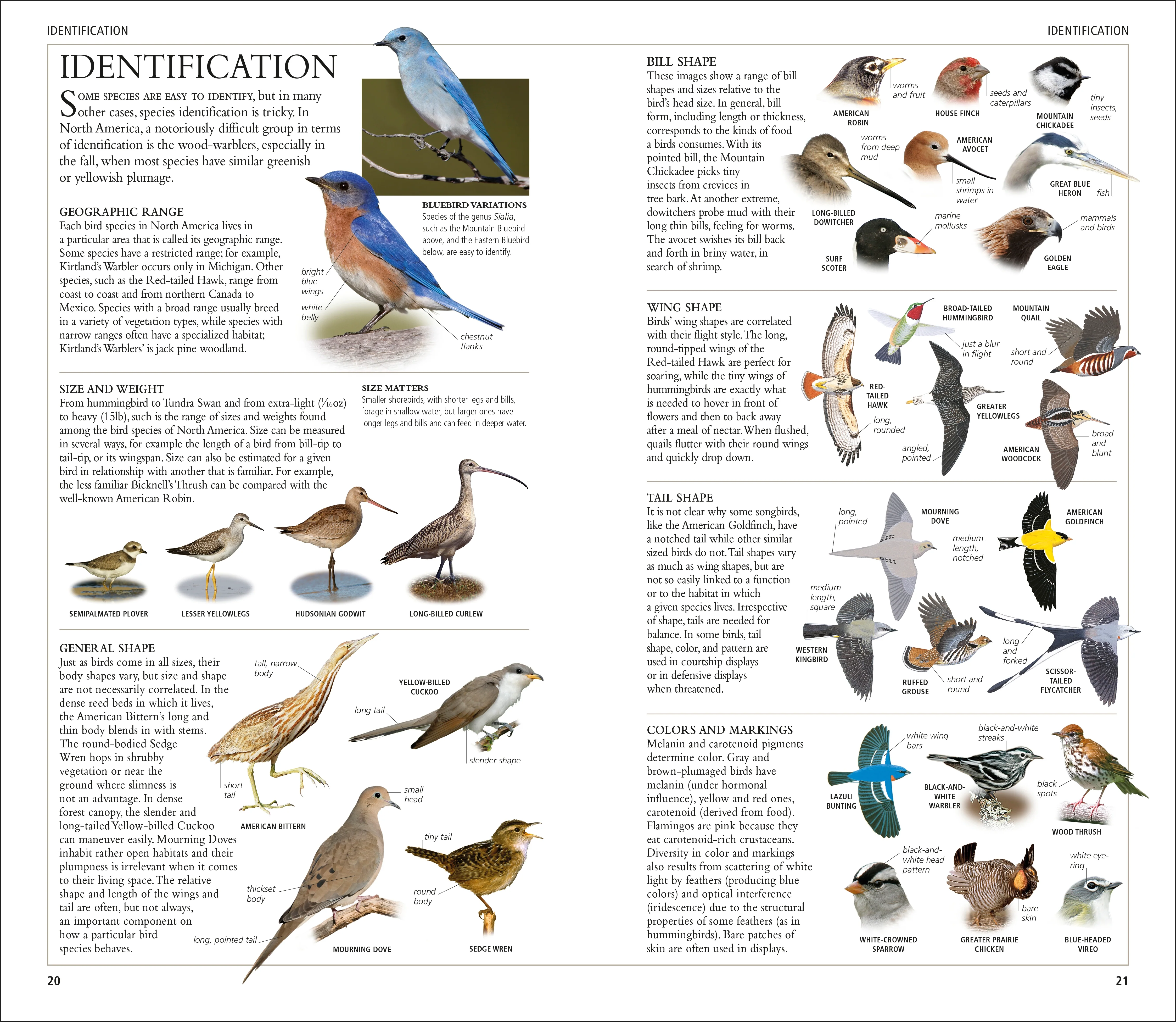AMNH Birds of North America Eastern - Image 2