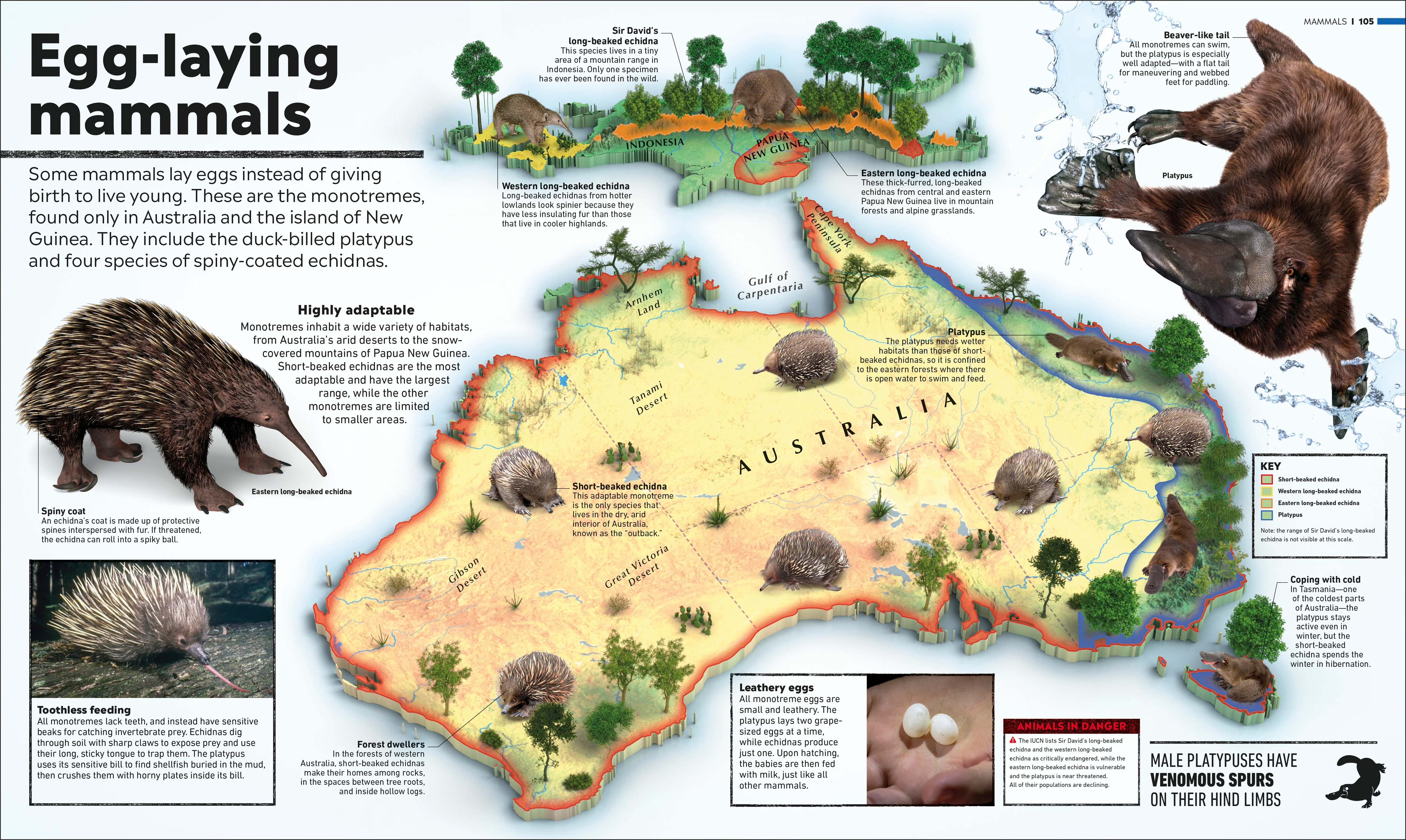 Animal Atlas - Image 2
