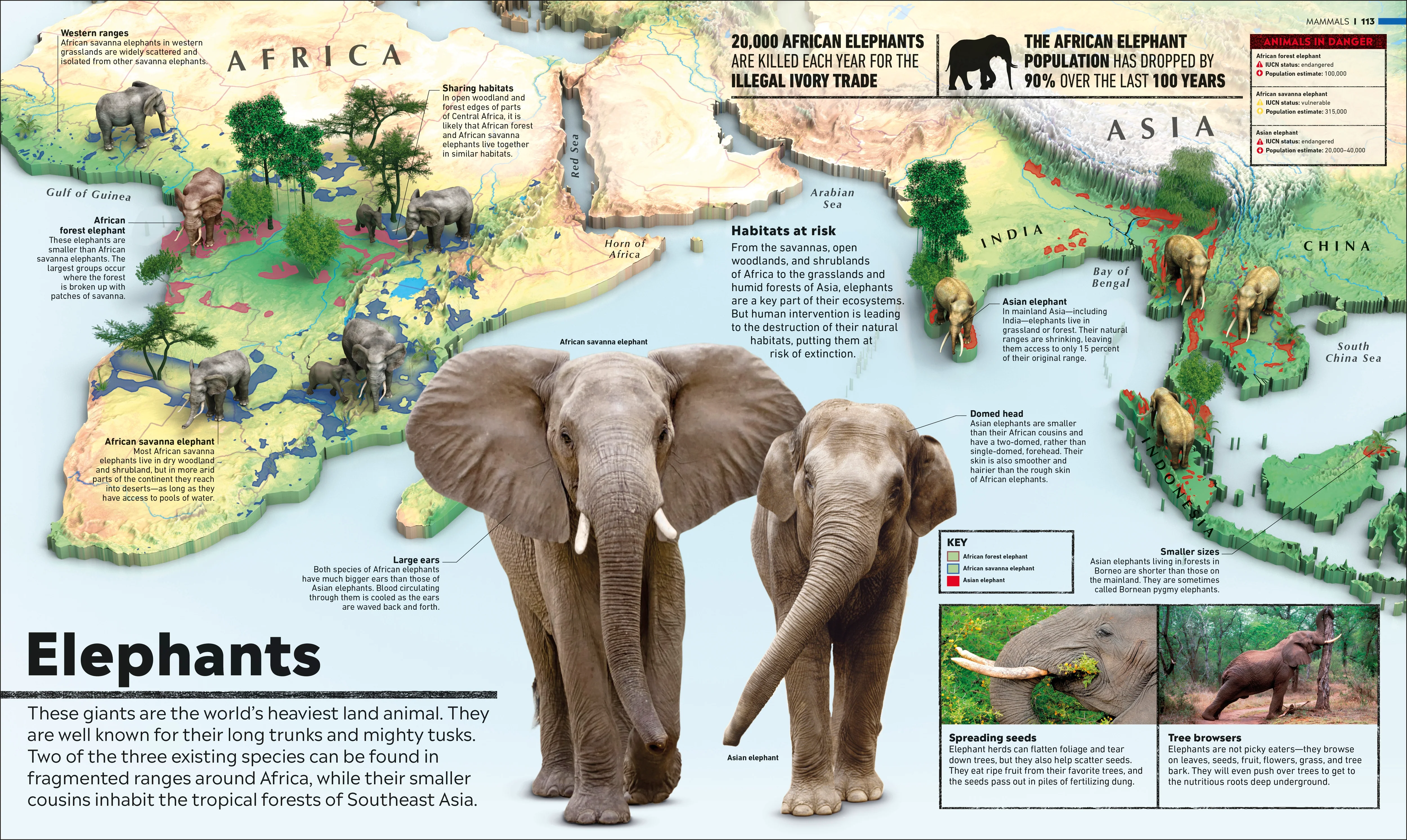 Animal Atlas - Image 3