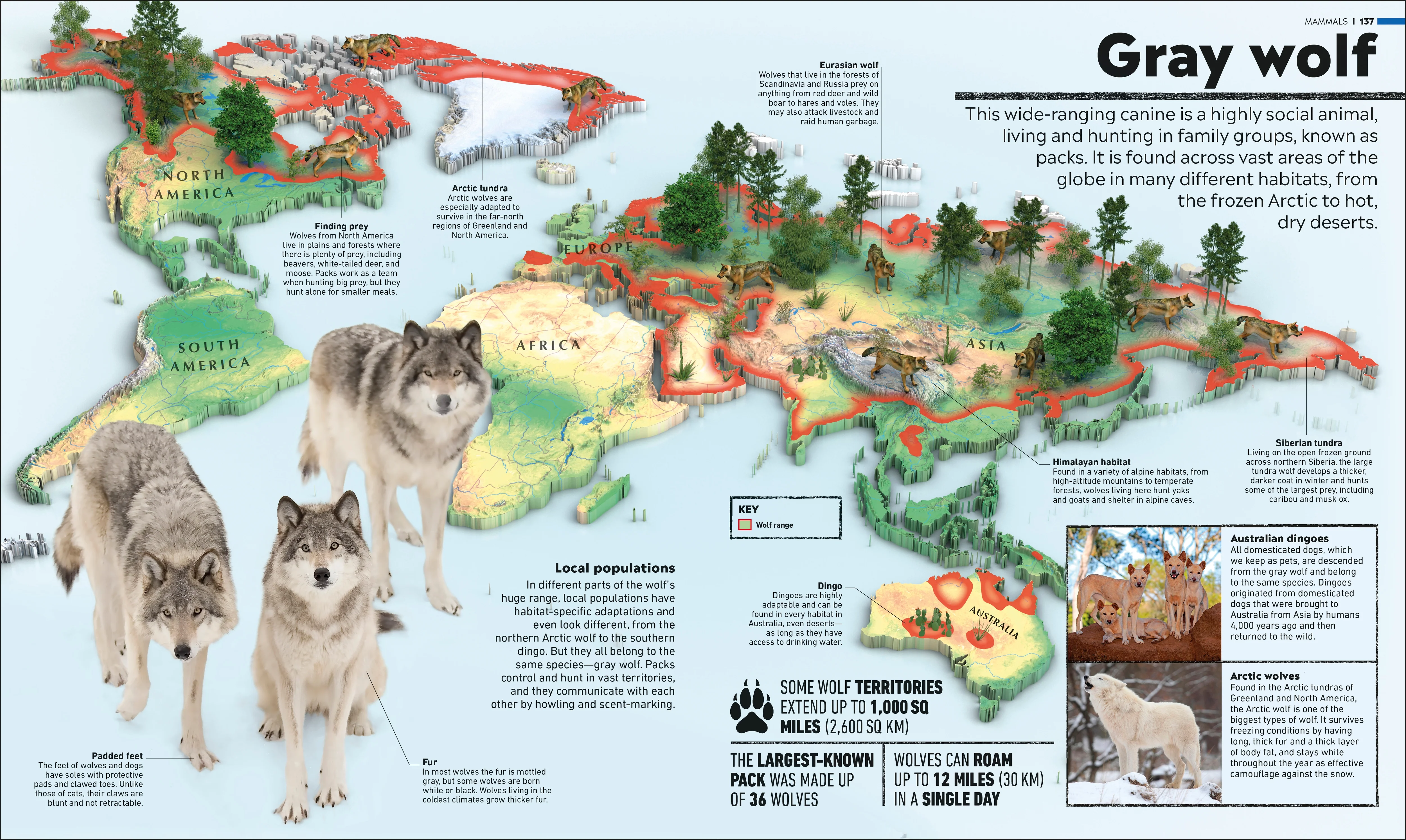 Animal Atlas - Image 4