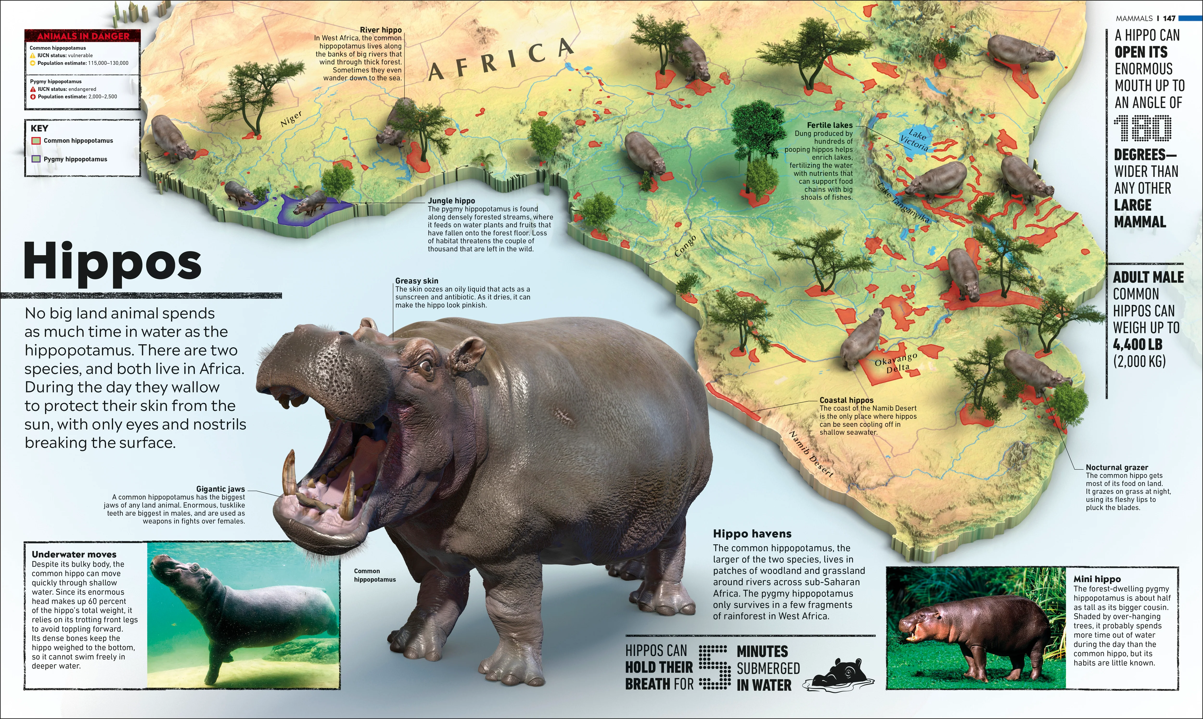 Animal Atlas - Image 6