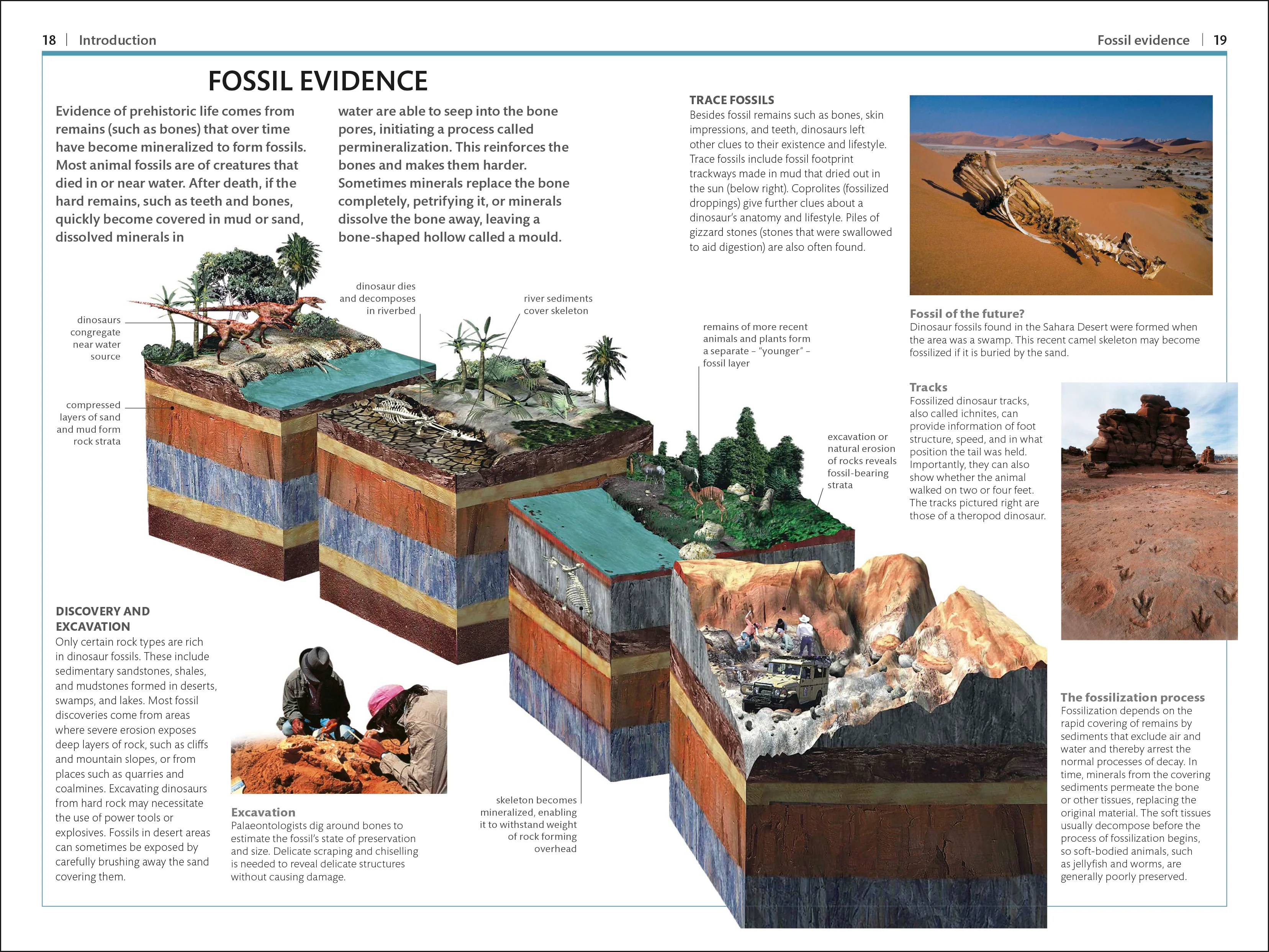 Dinosaurs and Other Prehistoric Life - Image 2