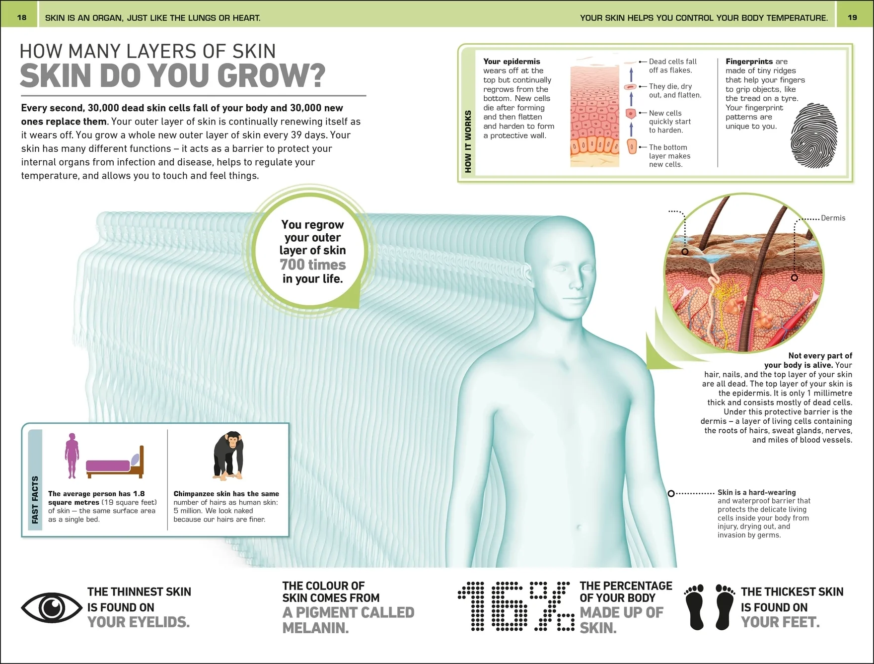 1,000 Amazing Human Body Facts - Image 2