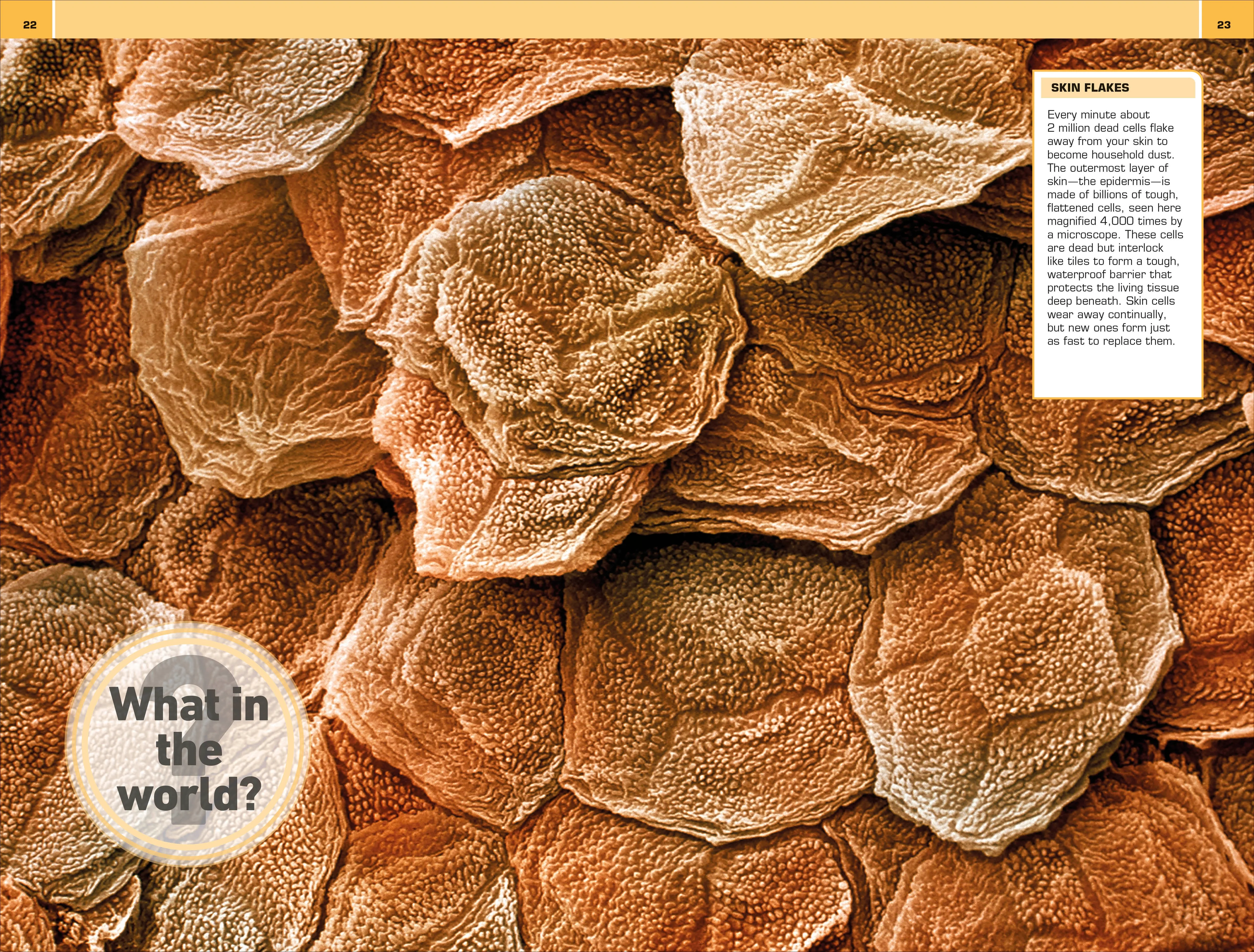 1,000 Amazing Human Body Facts - Image 3