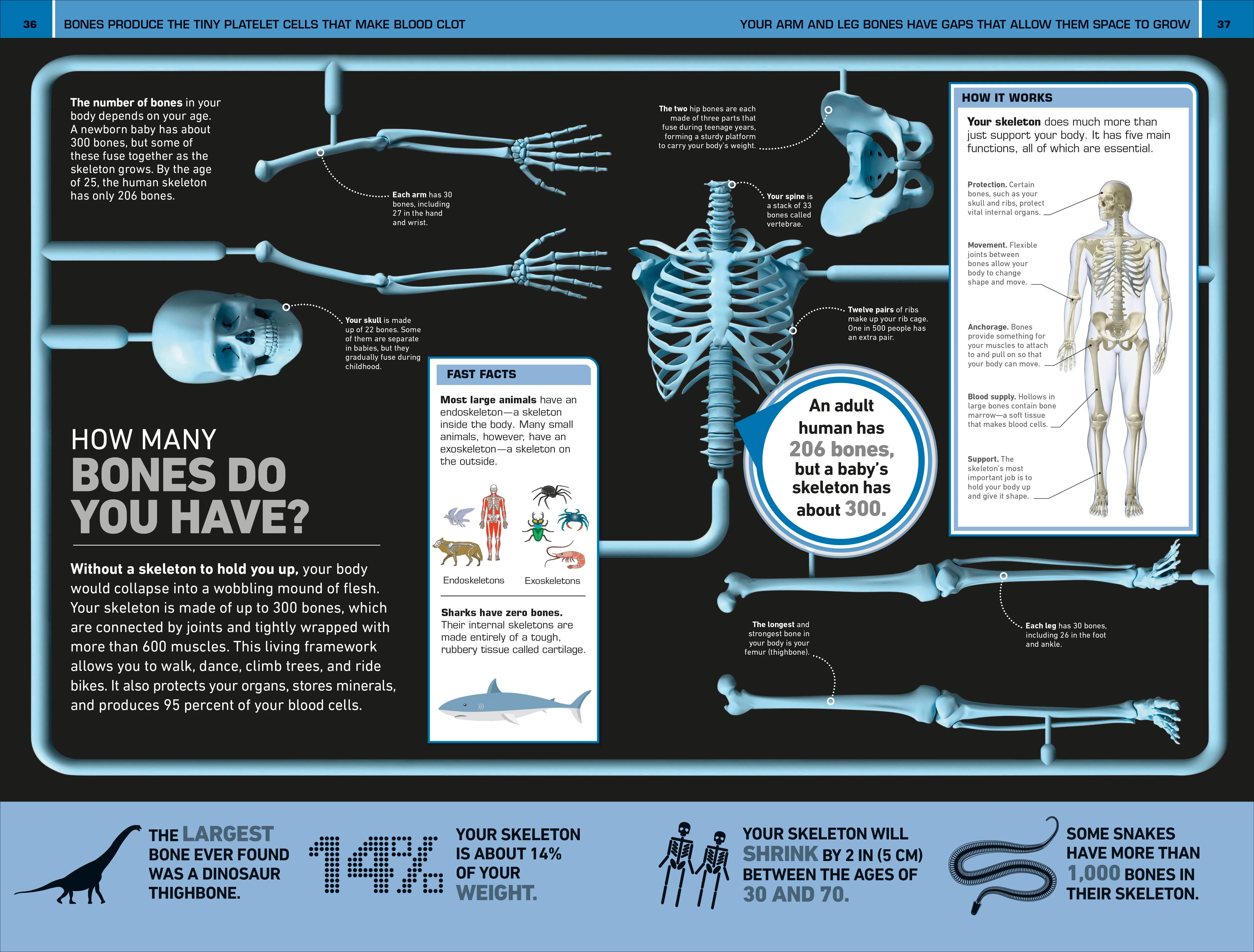 1,000 Amazing Human Body Facts - Image 4