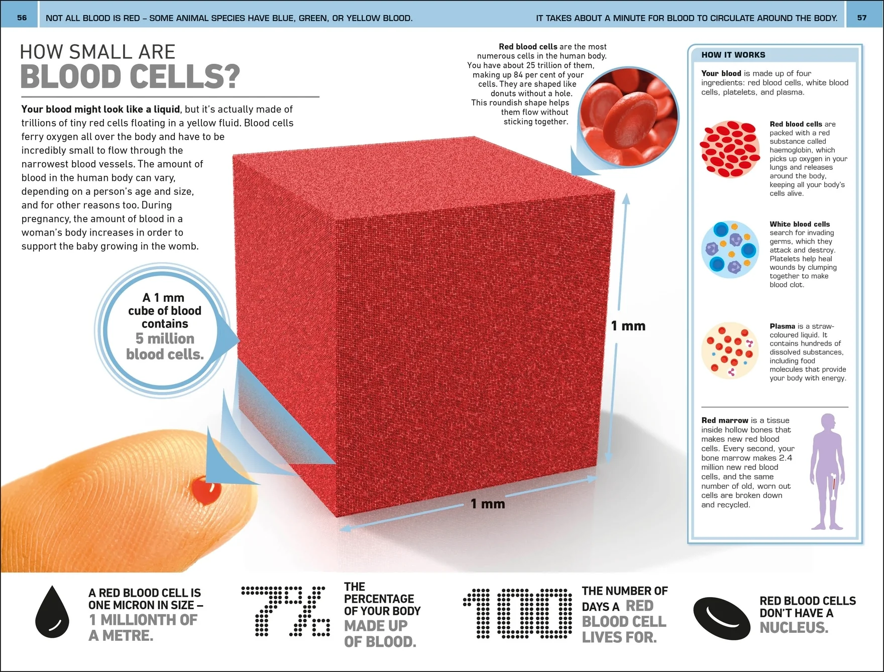 1,000 Amazing Human Body Facts - Image 5