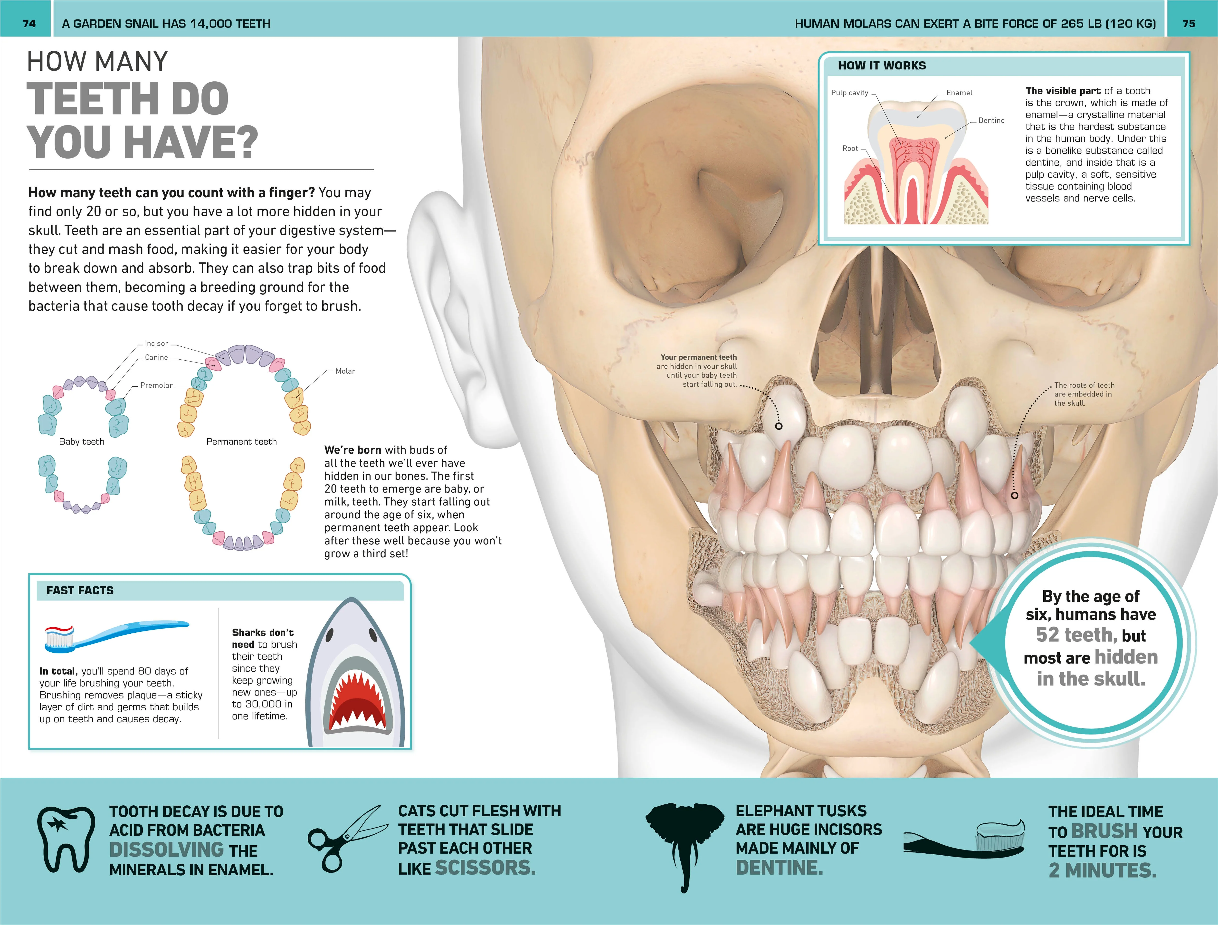 1,000 Amazing Human Body Facts - Image 6