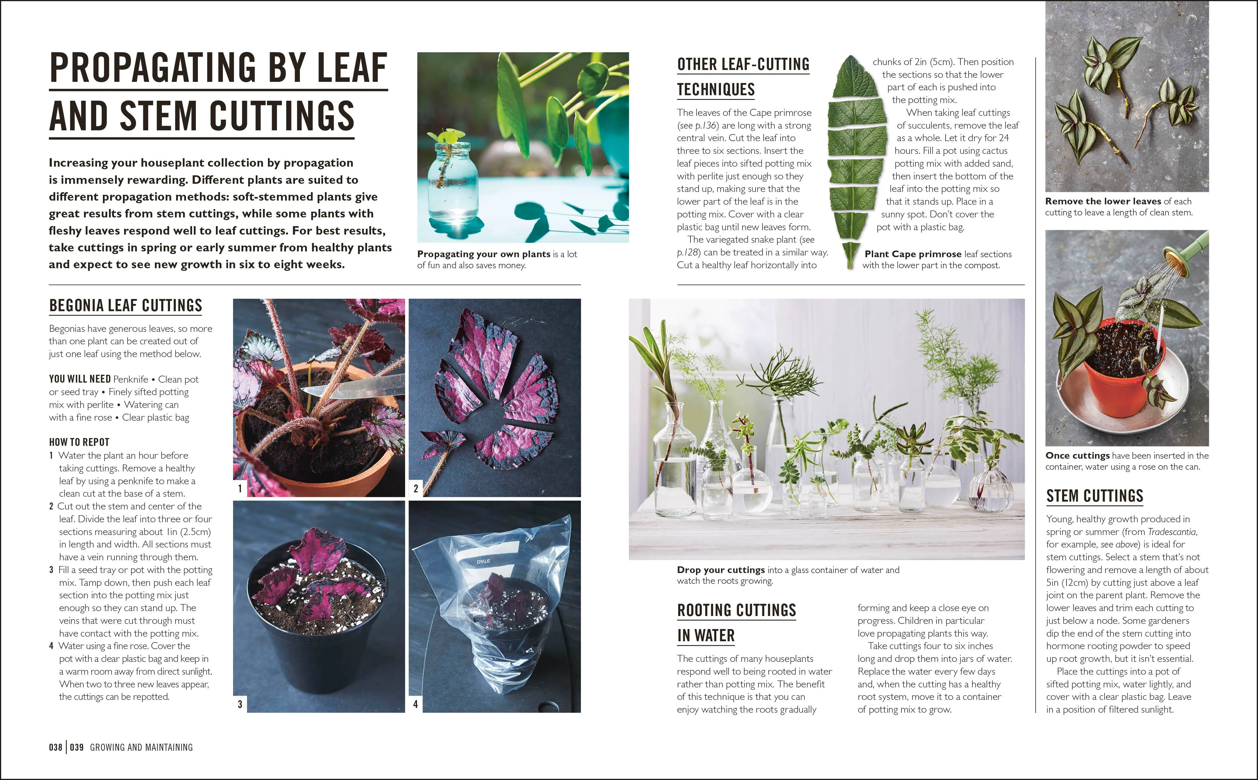 Grow Houseplants - Image 4
