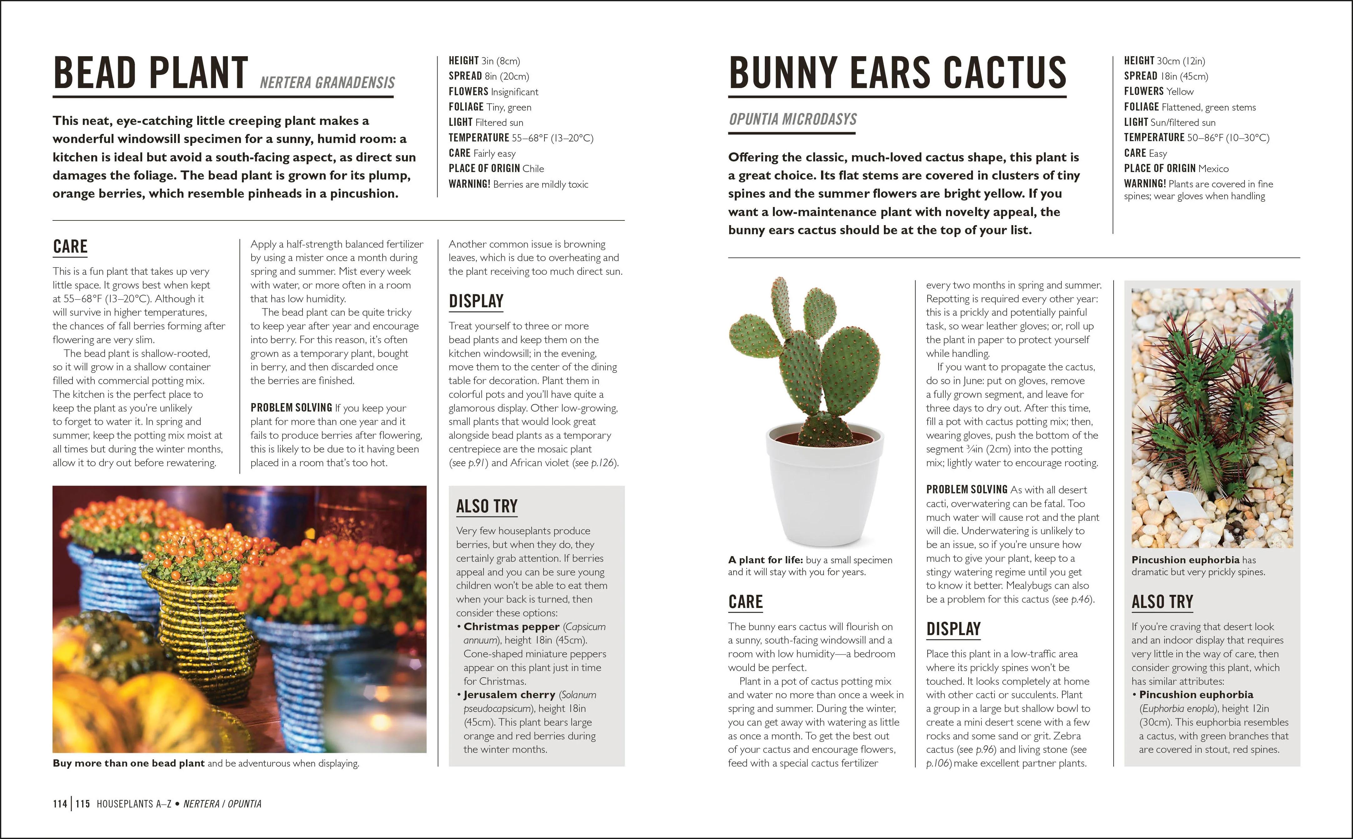 Grow Houseplants - Image 6