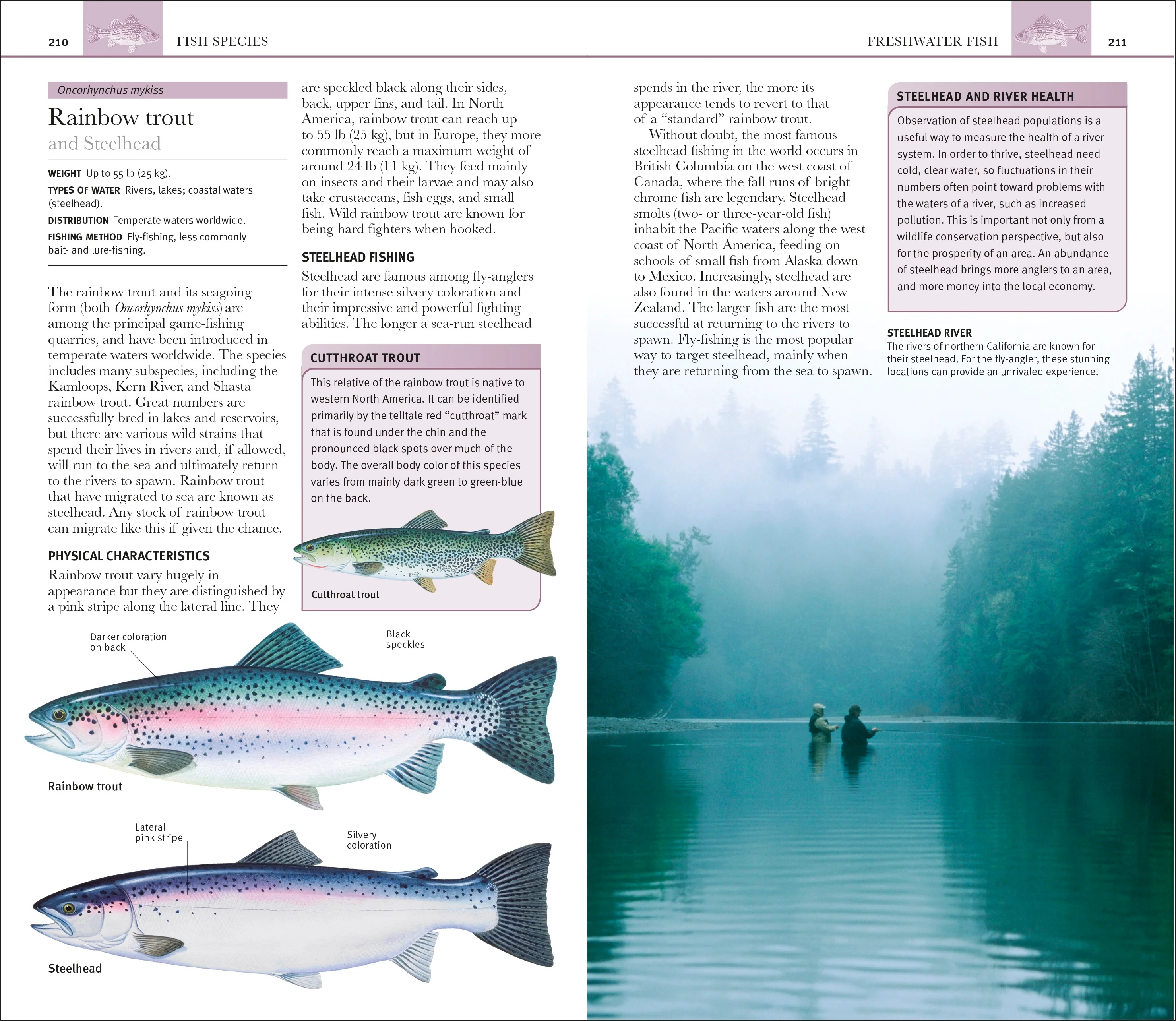 The Complete Fishing Manual - Image 6