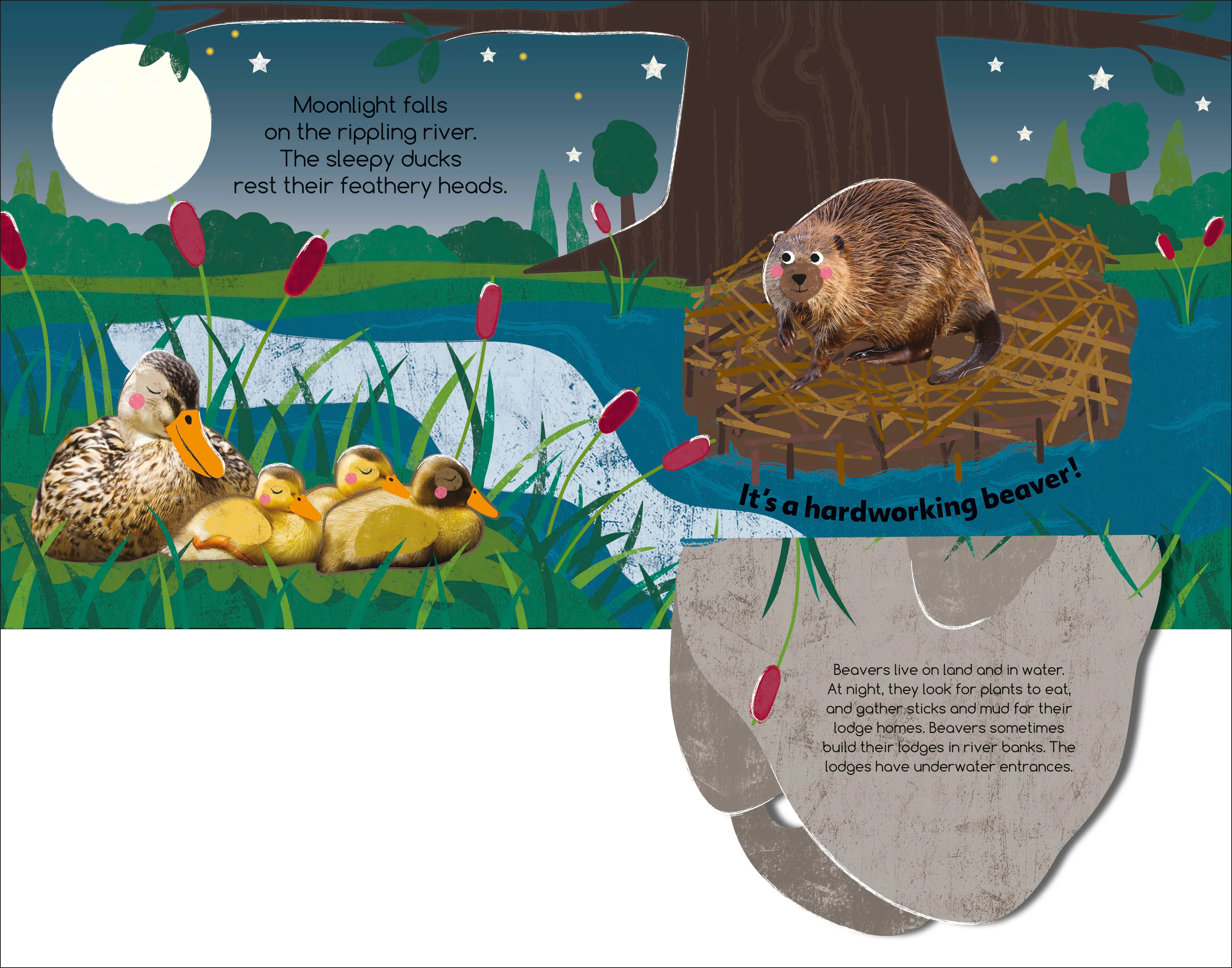 Flip Flap Find! Night-time Animals - Image 2